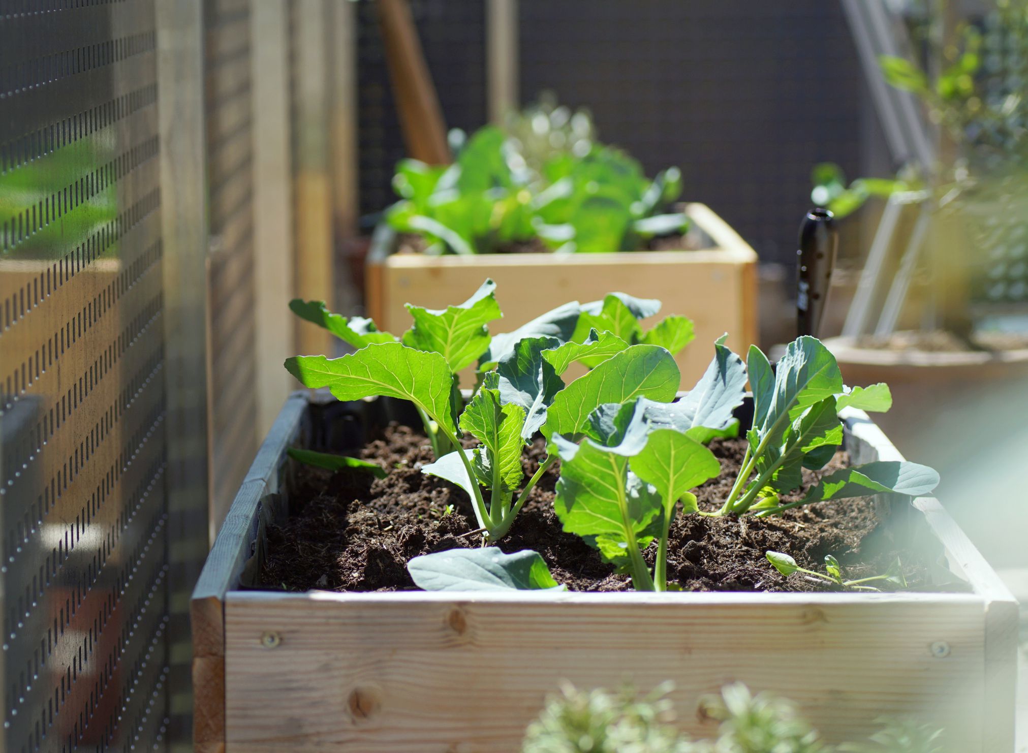 young green cabbage and kohlrabi plants growing in a wooden self built raised bed on a terrace