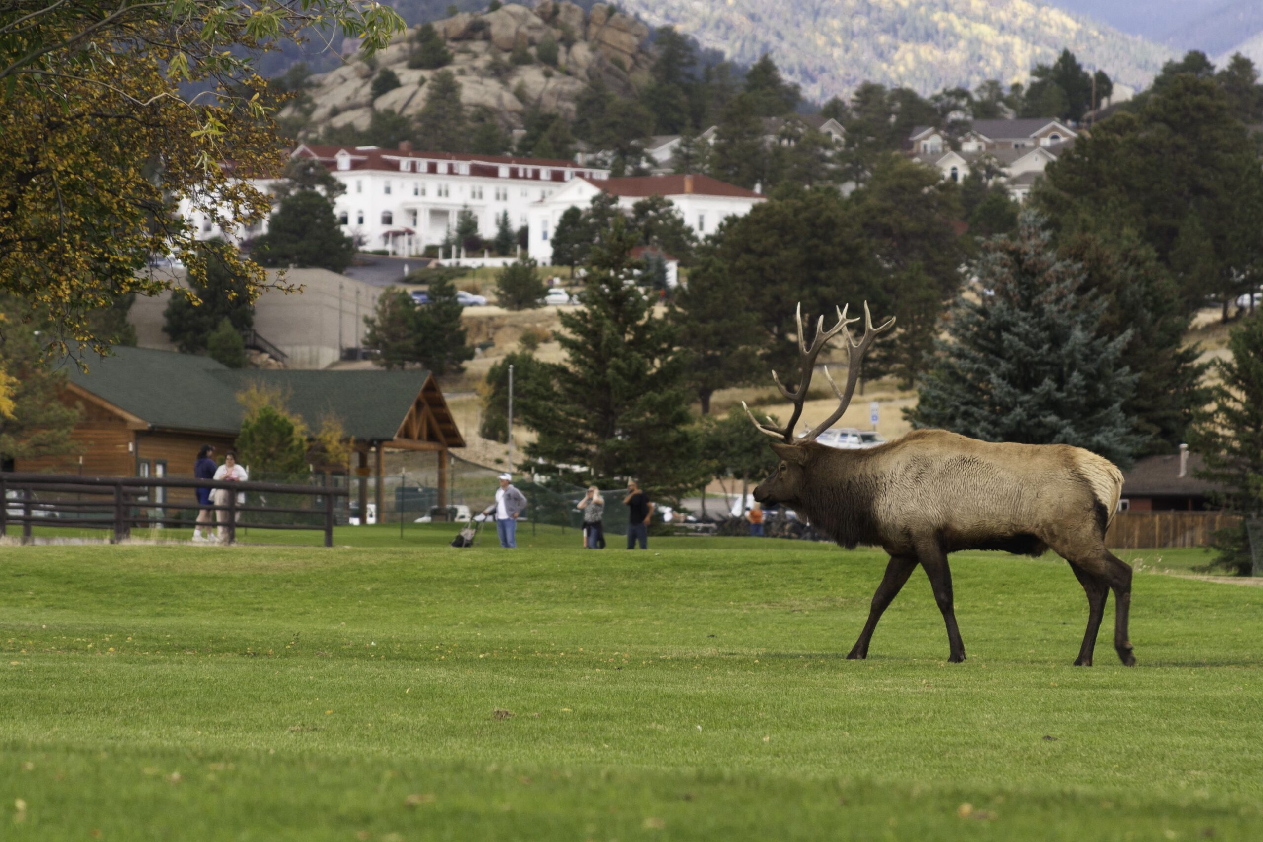 Elk wandering through Golf Course in Estes Park, Colorado. Stanley Hotel in Background. ProPhoto RGB Color Space