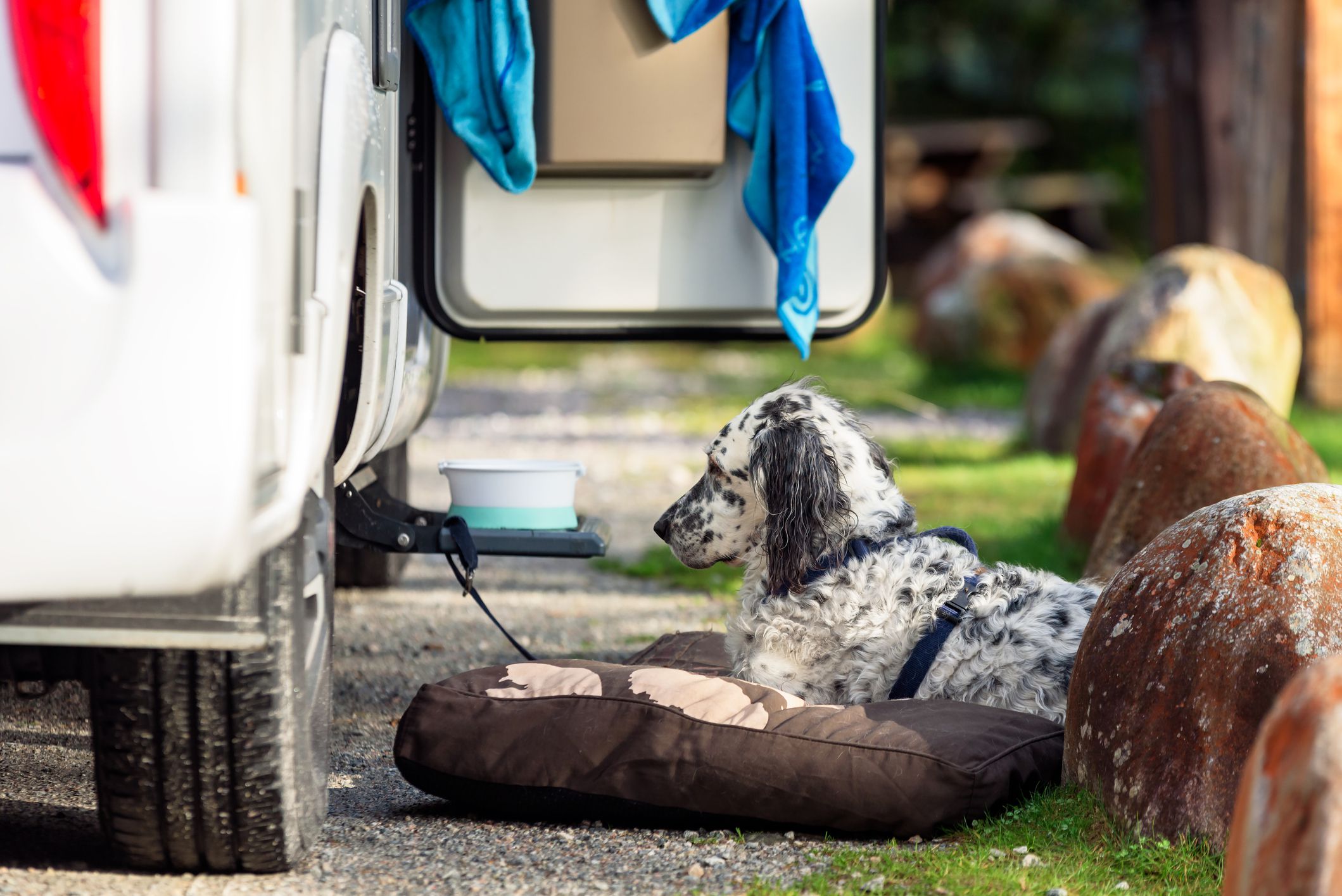 White spotted dog in harness and leash resting on dog bed outside a mobile home at a resting area.