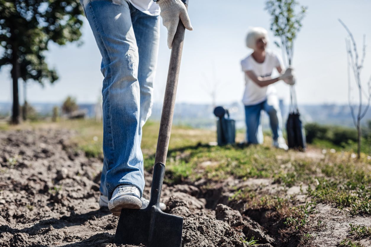 A person in jeans and gloves digs a trench with a shovel in a field, while another person in the background prepares to plant a young tree on a sunny day.
