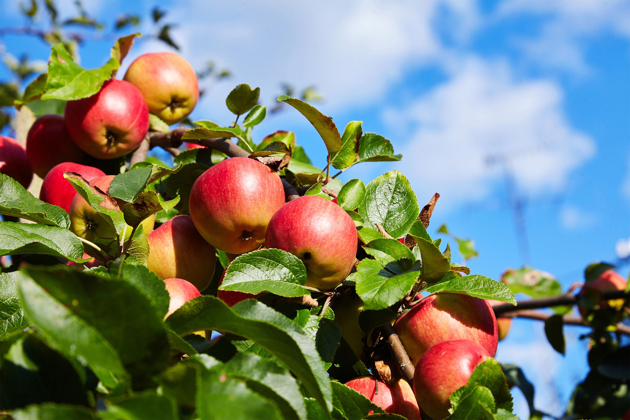 Apples