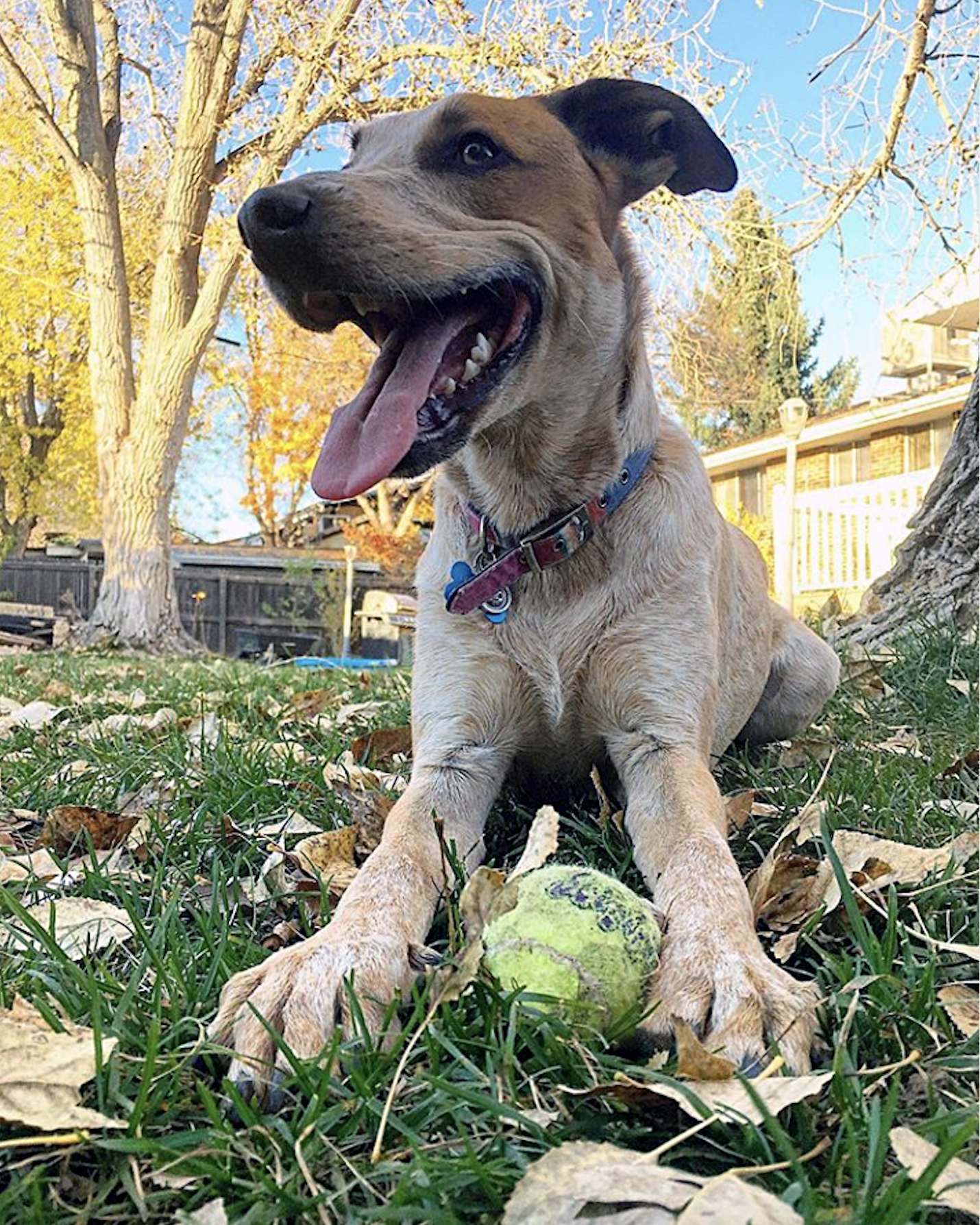 dog