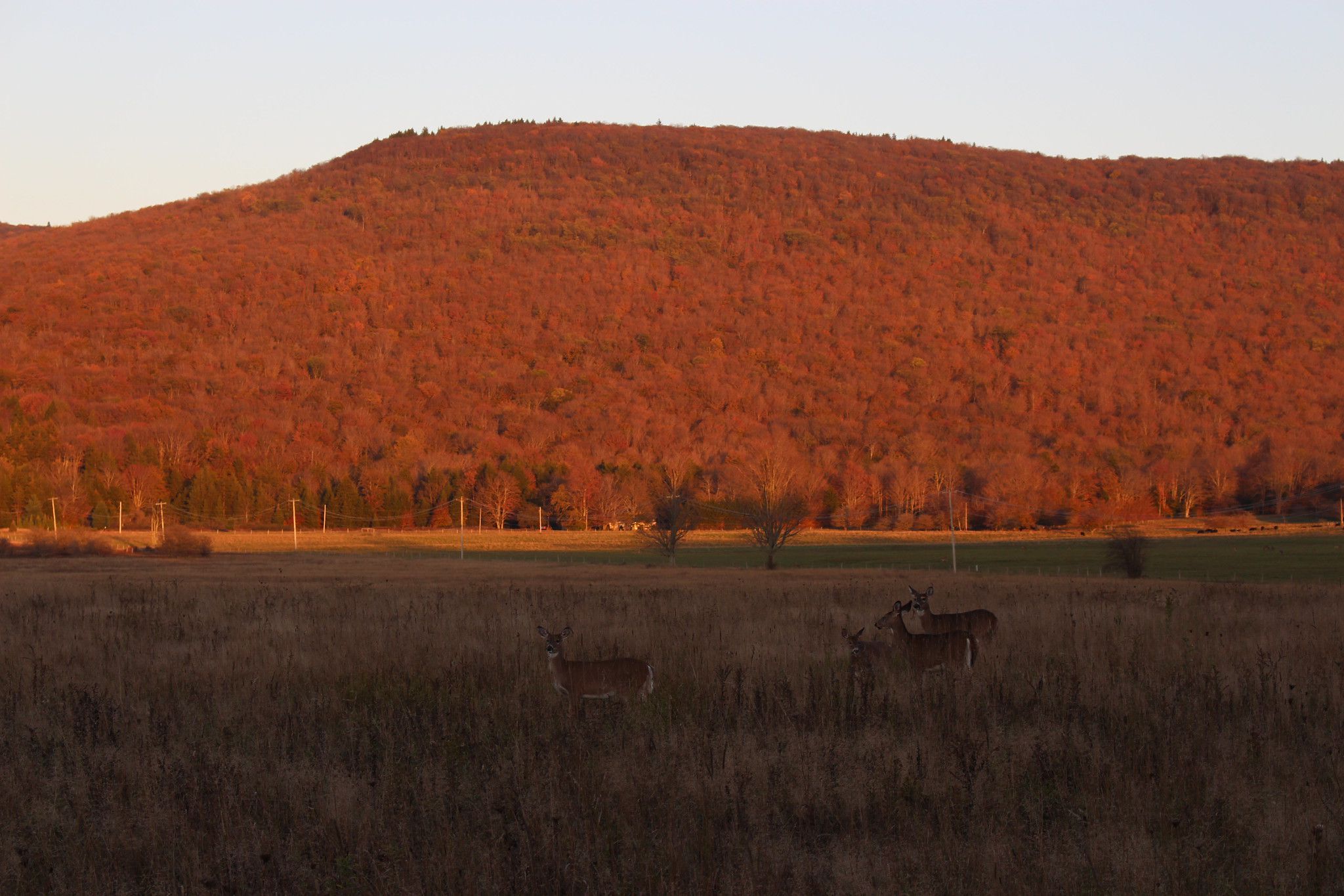 Four deer in the foreground at sunset in Canaan Valley, West Virginia on an foggy day in autumn