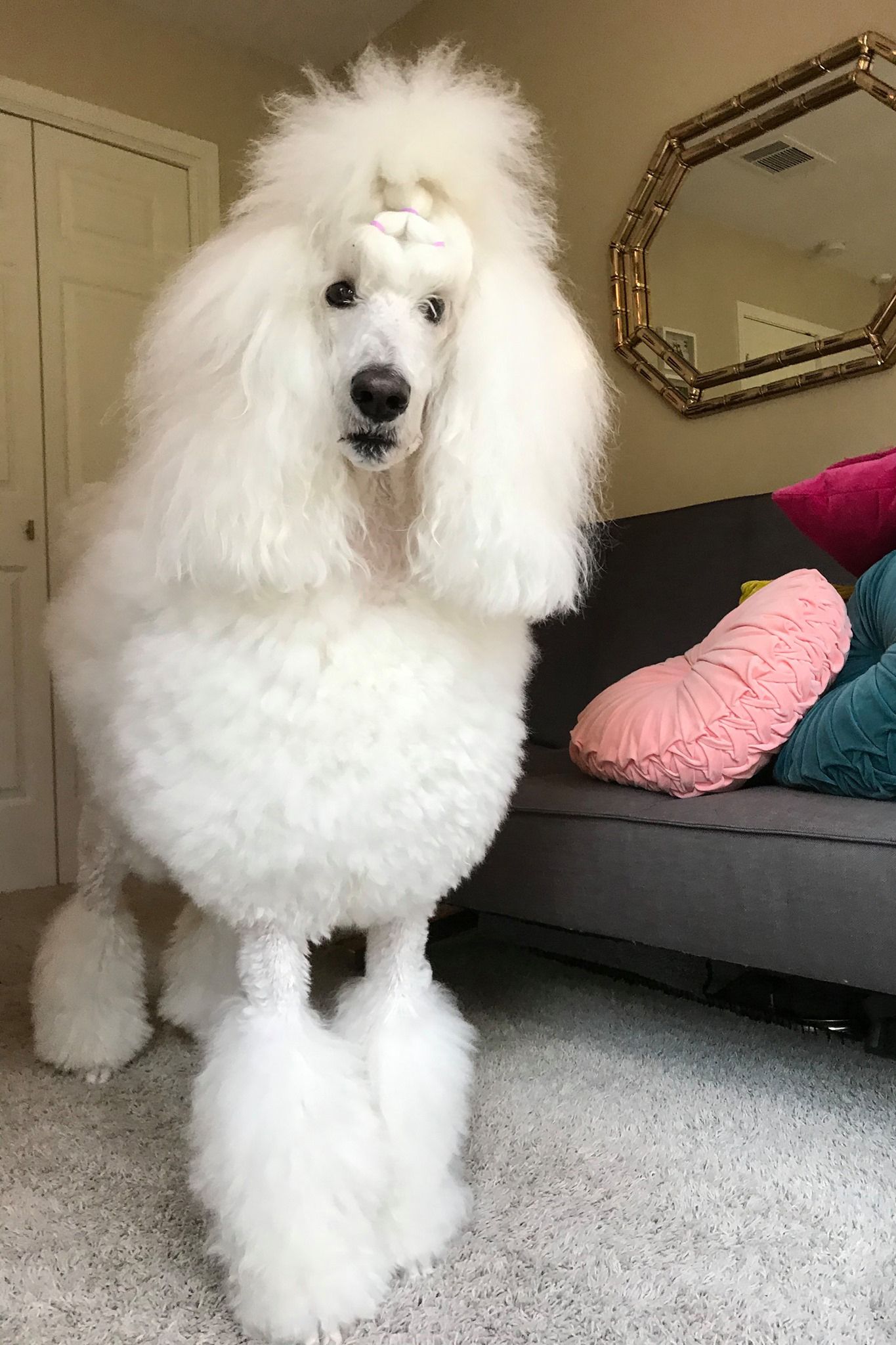 poodle