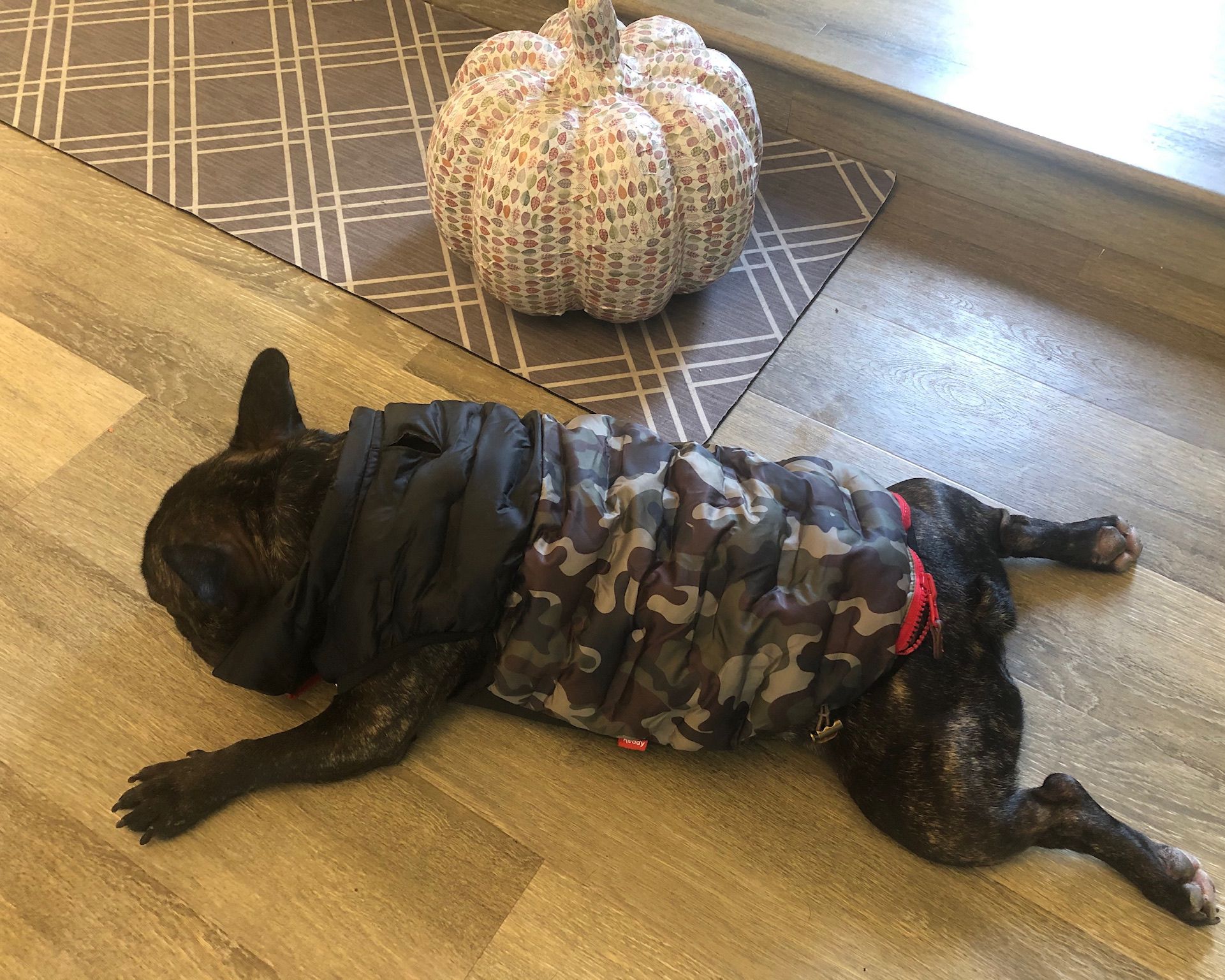 dog