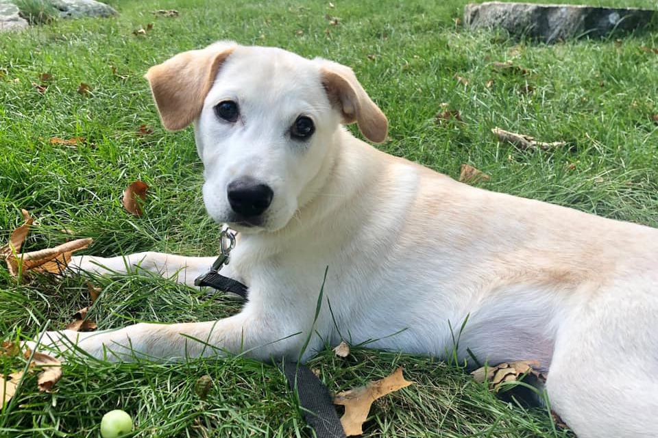 dog