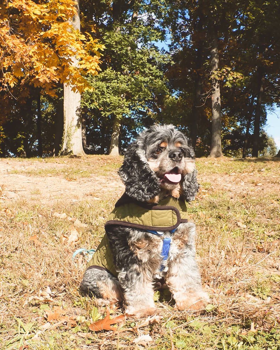 dog