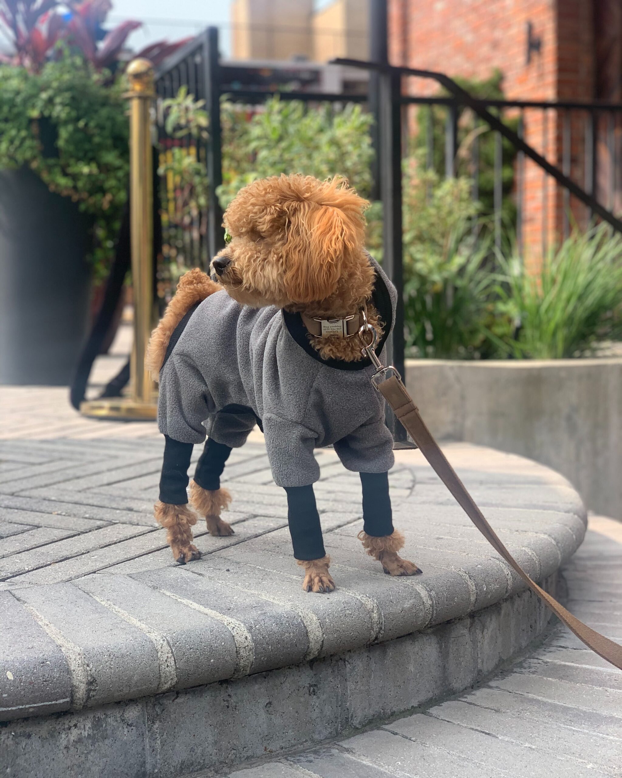 dog
