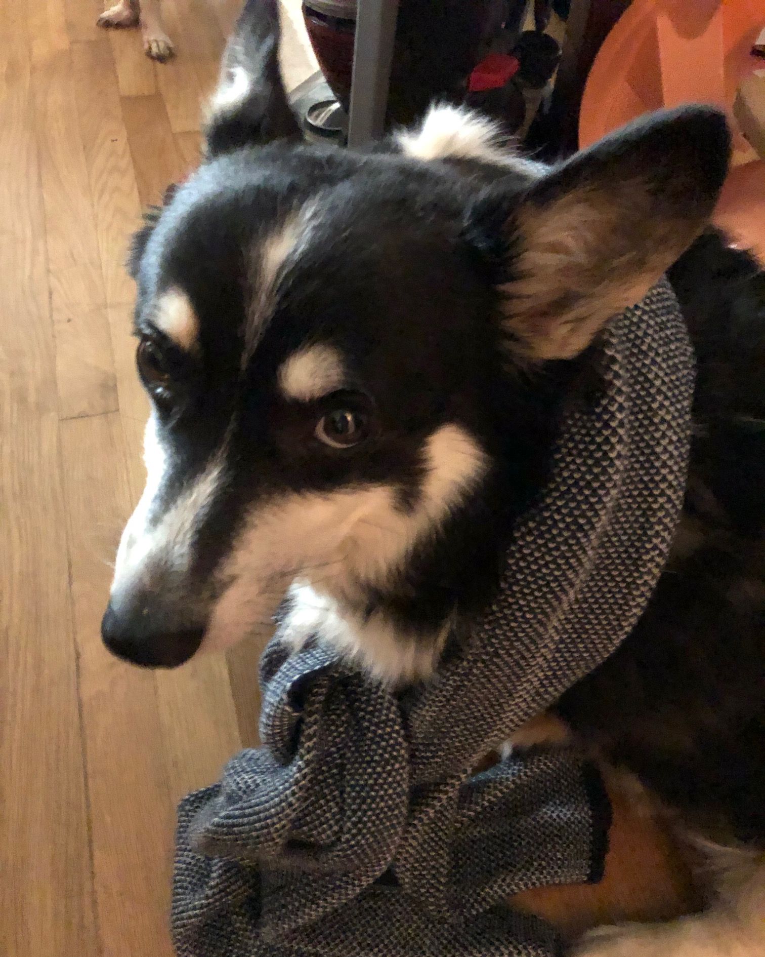 dog