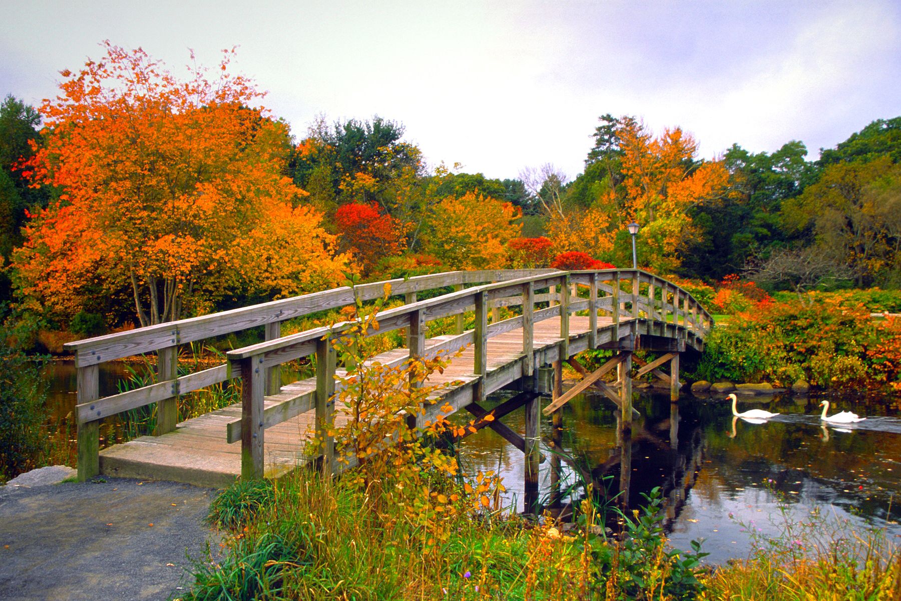Curved footbridge over stream with two white swans swimming in Plymouth, Massachusetts
