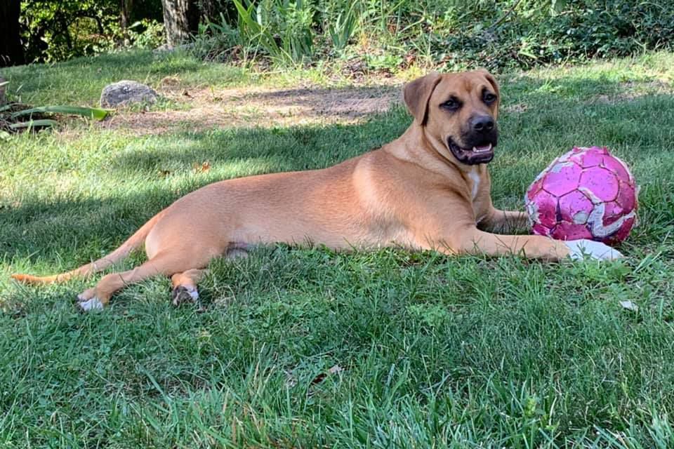 dog