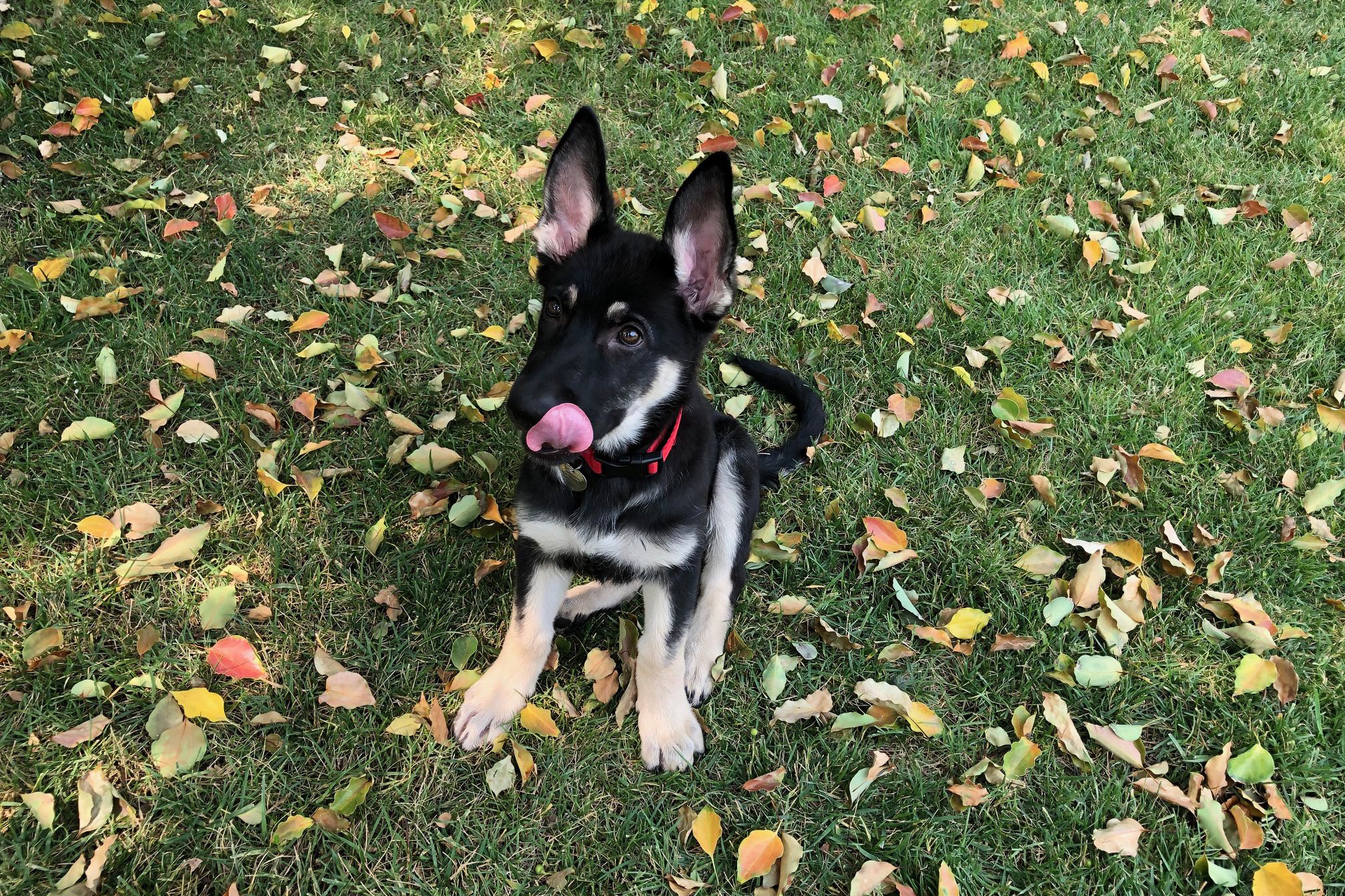 dog