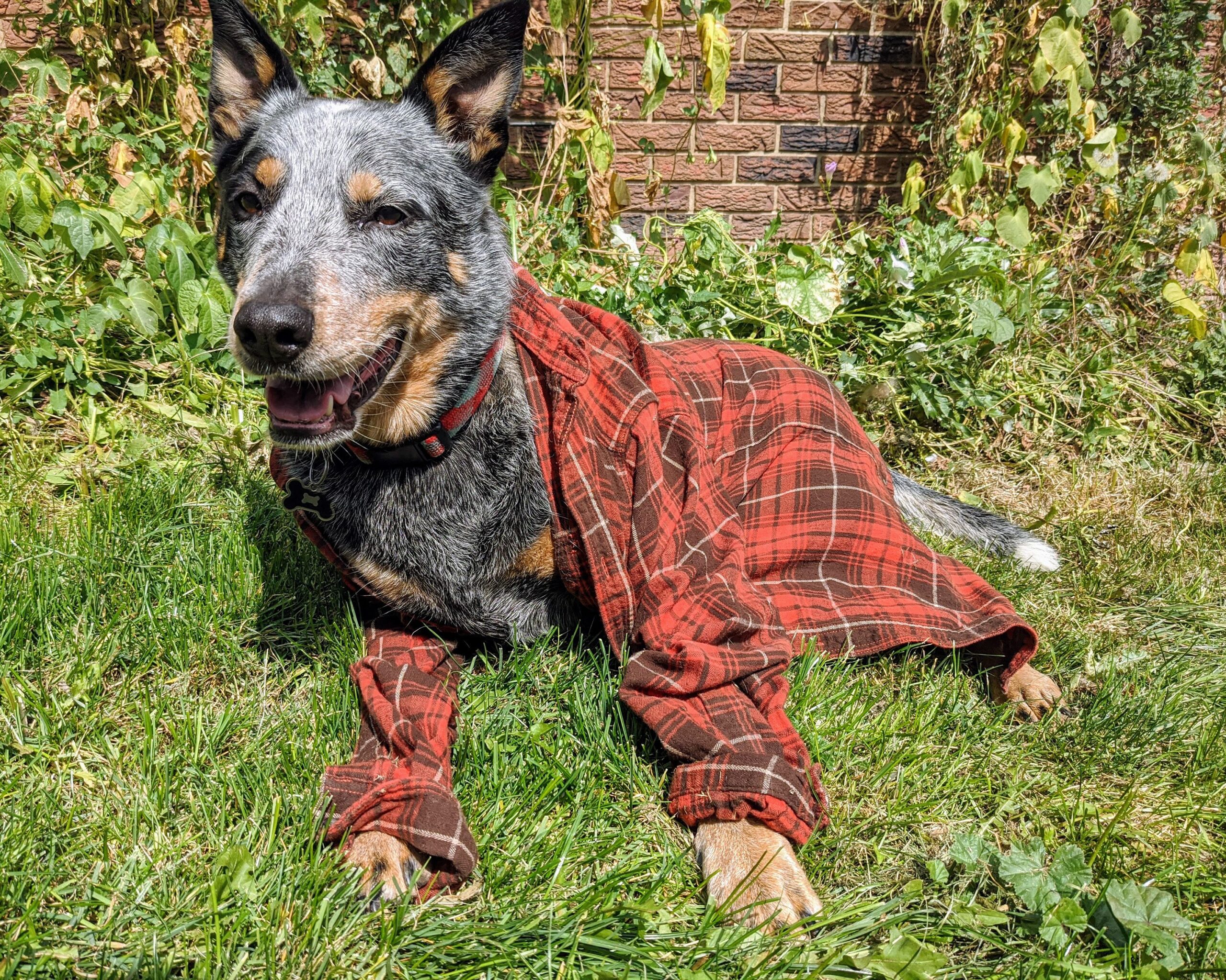 dog