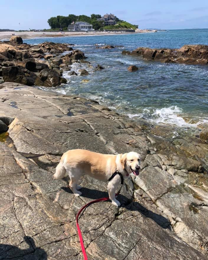 dog