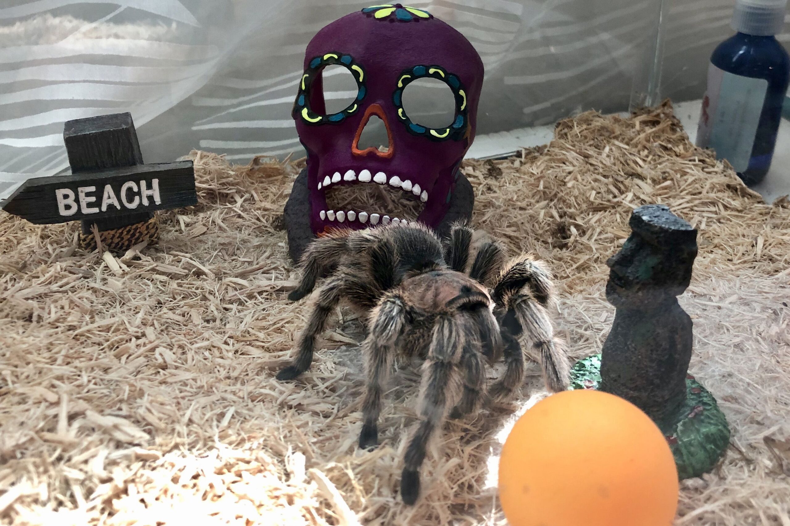In Memoriam: Echo the Spider