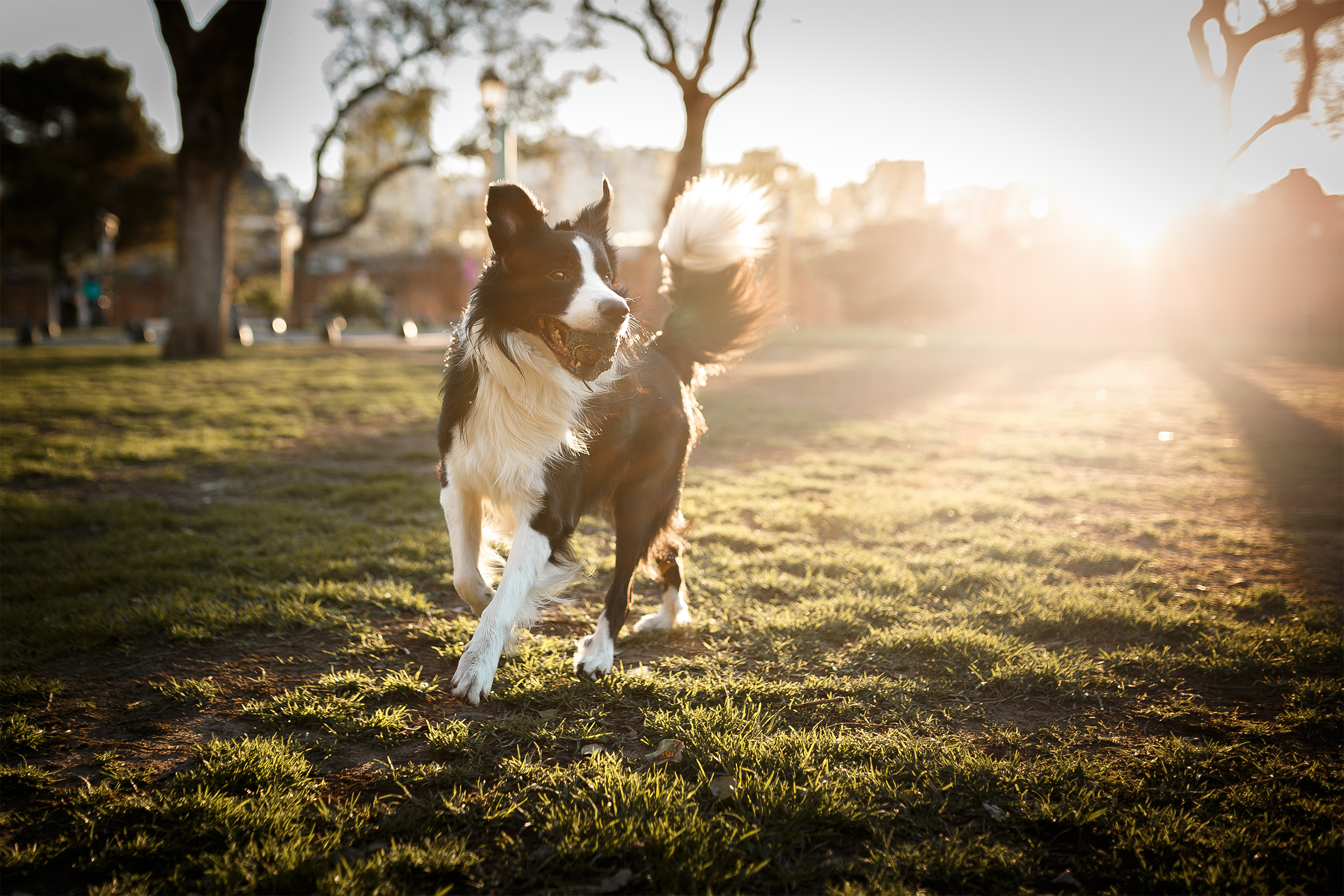 Border Collie