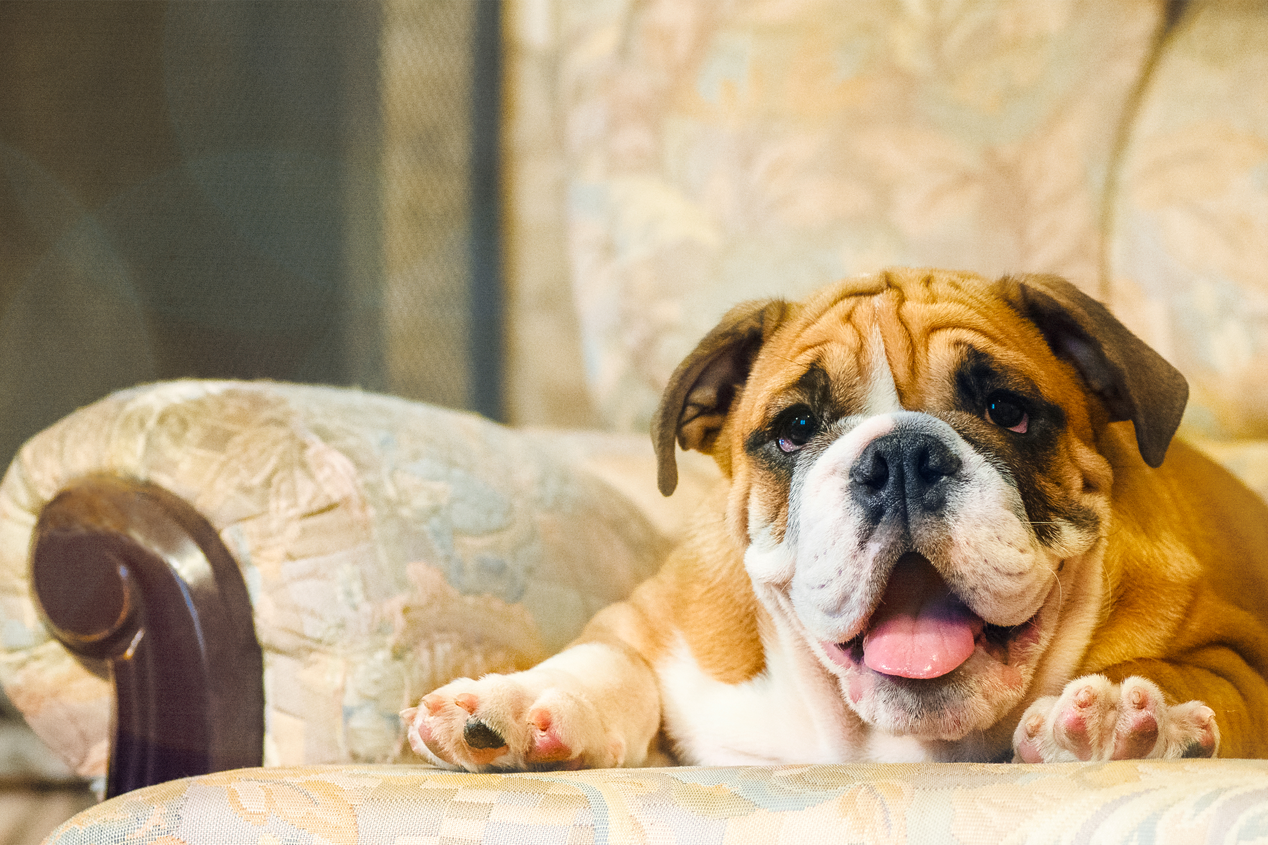 English Bulldog