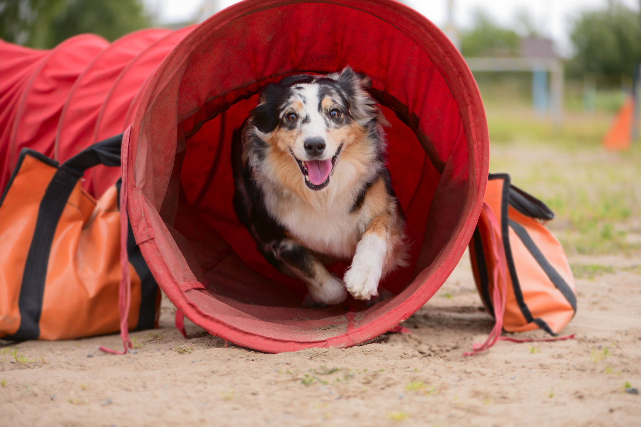 Australian Shepherd