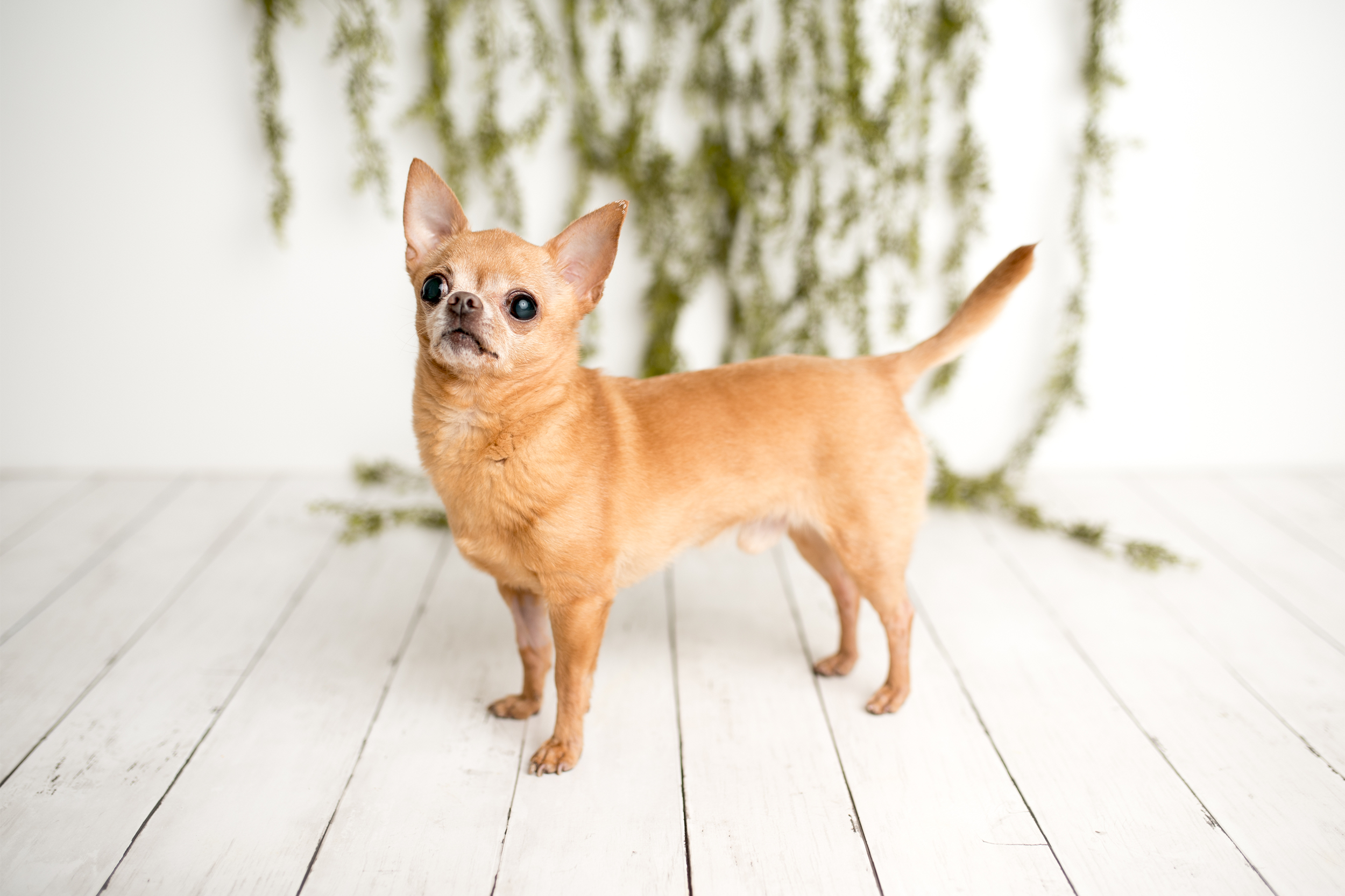 Chihuahua