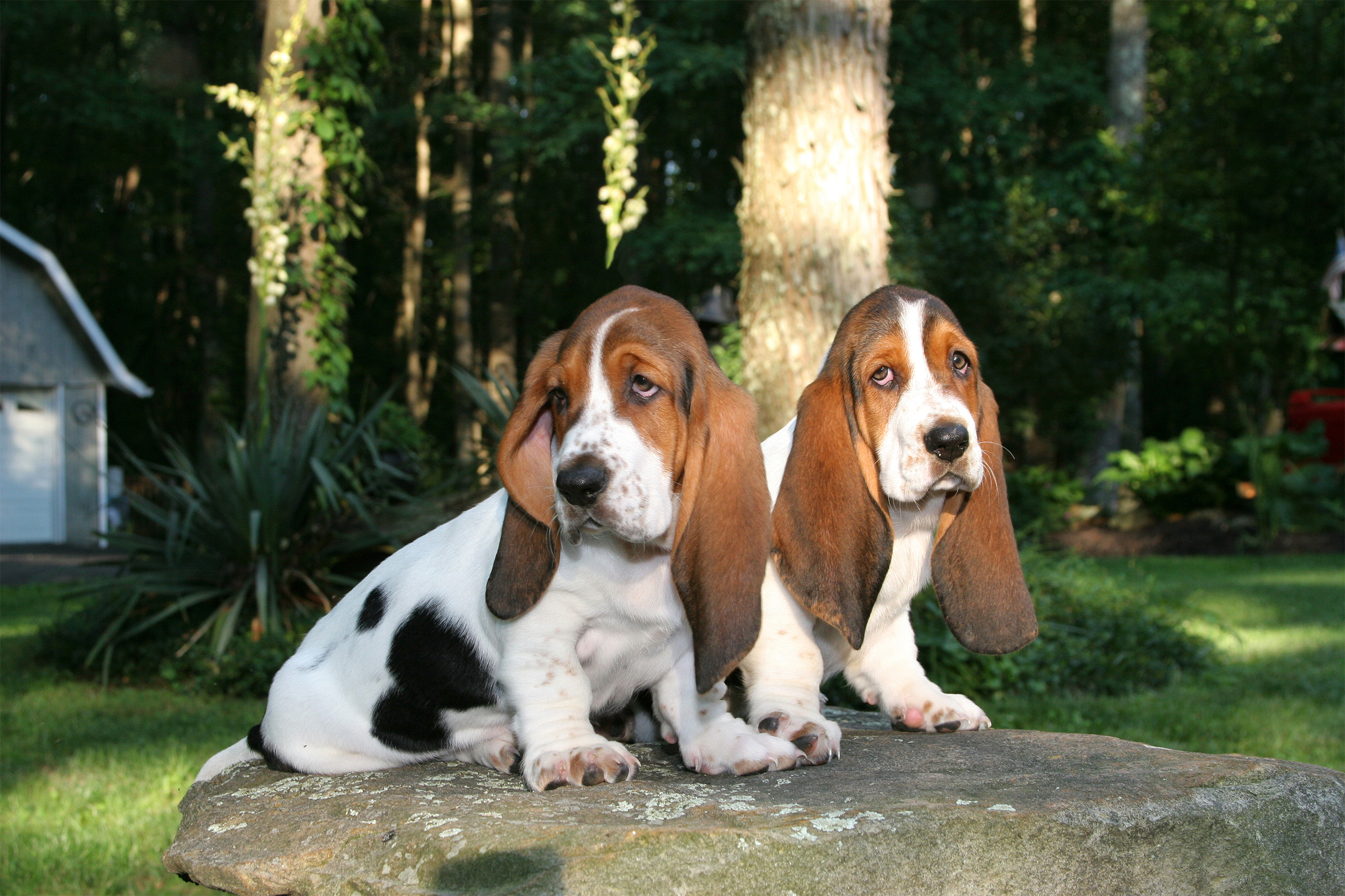 Basset Hound
