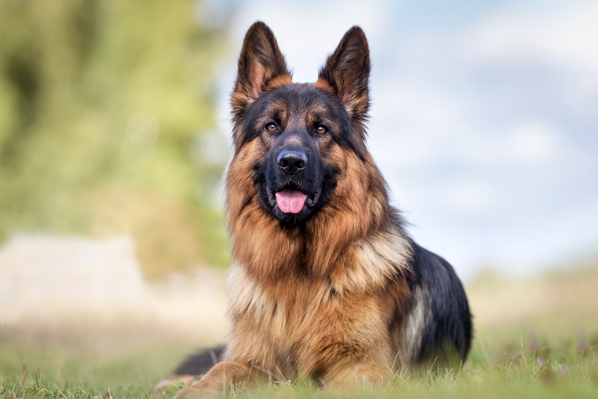 German Shepherd Dog