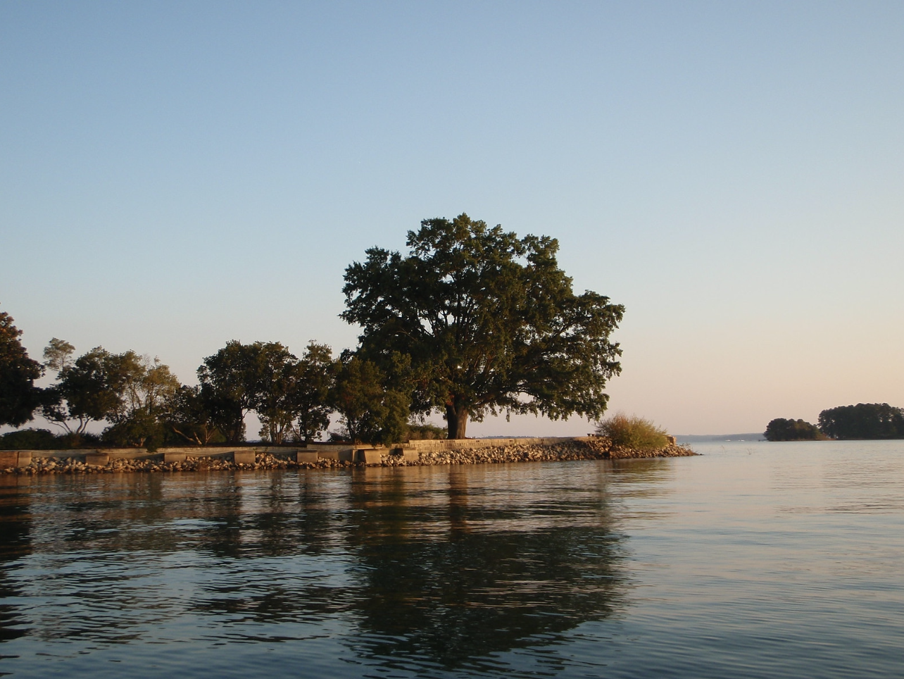 my favorite tree on lake murray