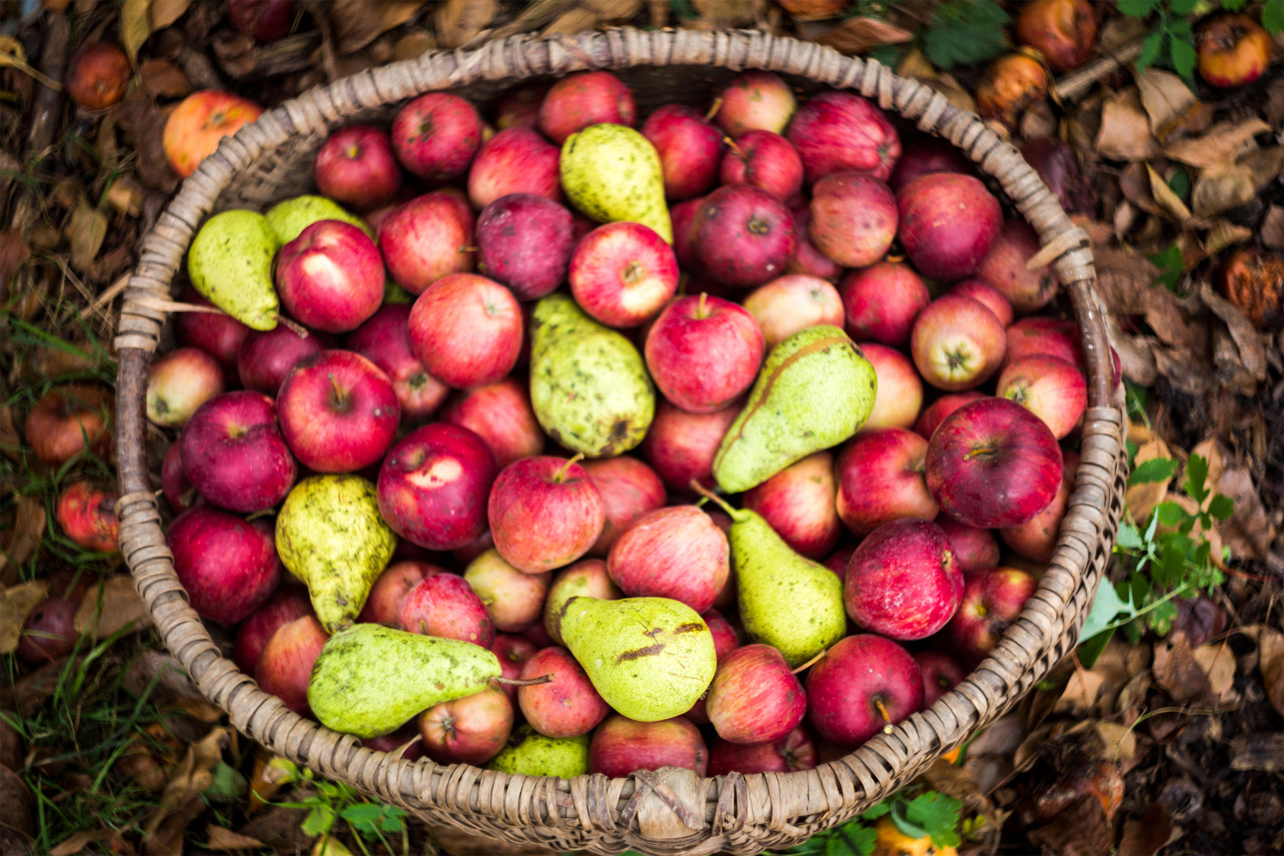 Bushel of apples and pears