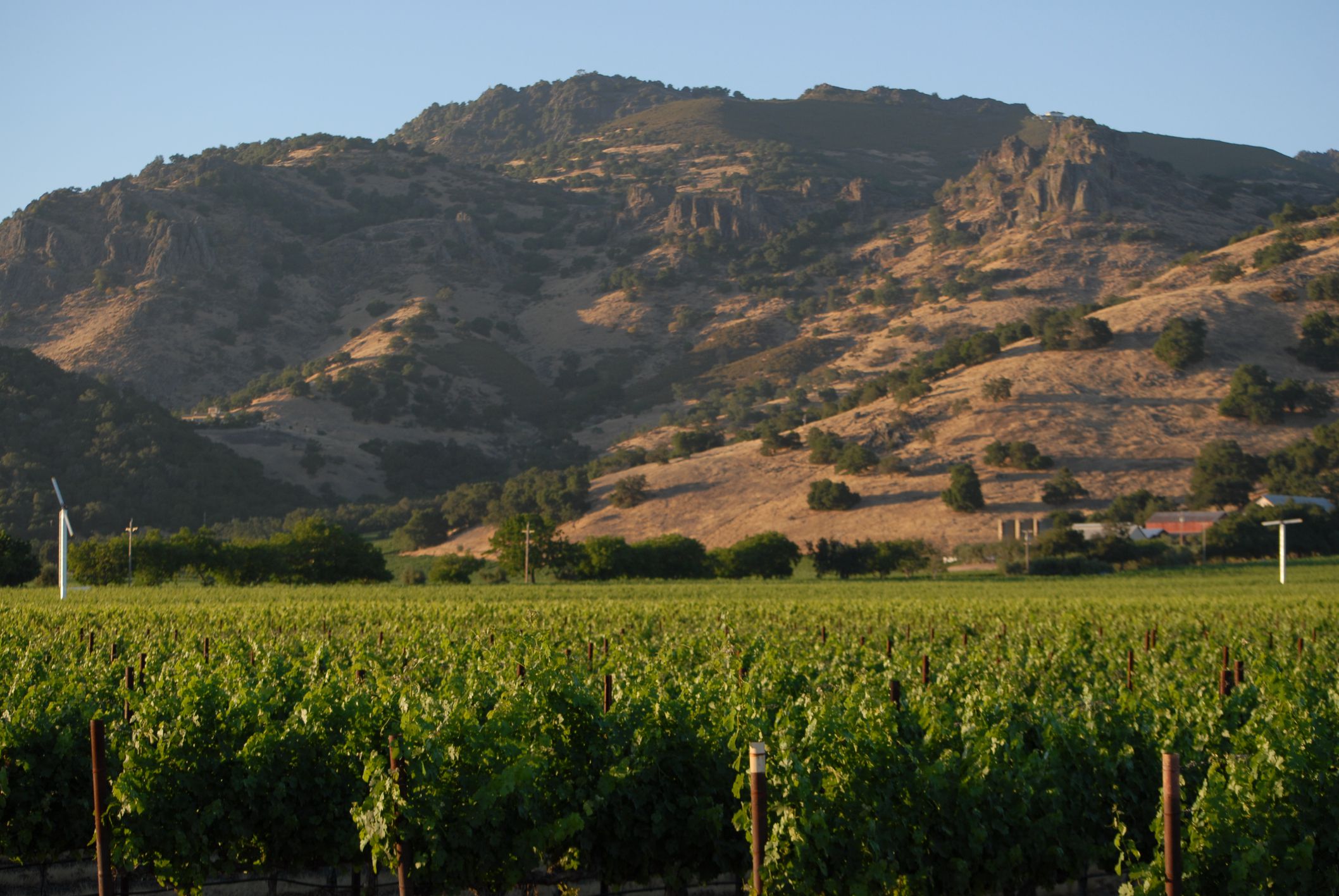 Images of the vineyards of California