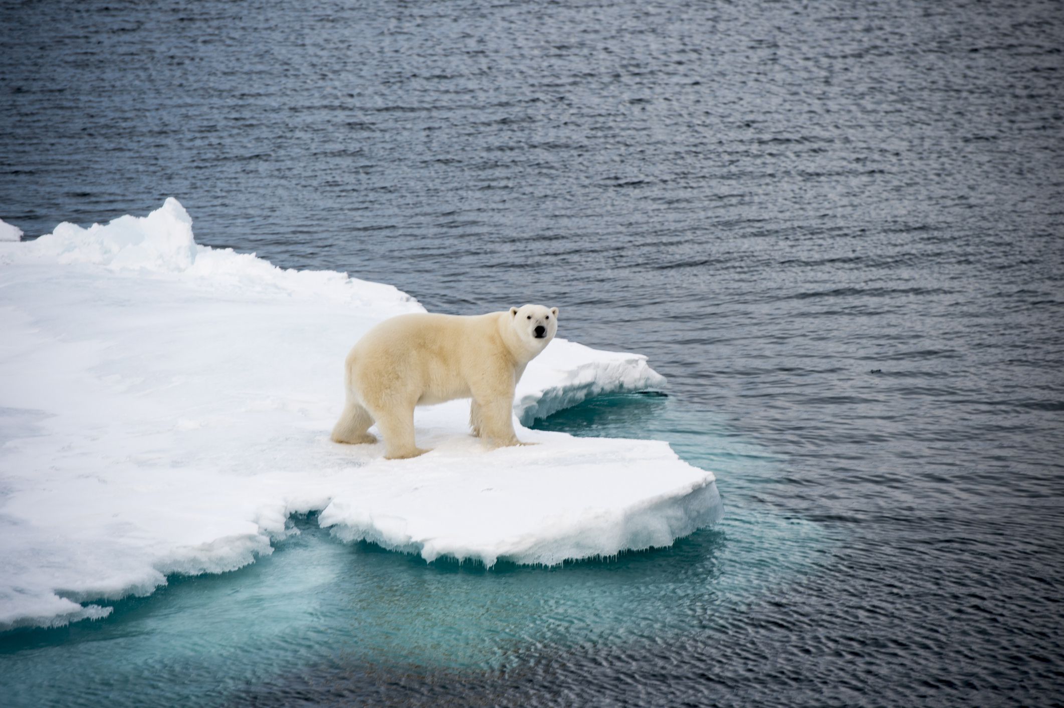Polar bear walking on sea ice in the Arctic