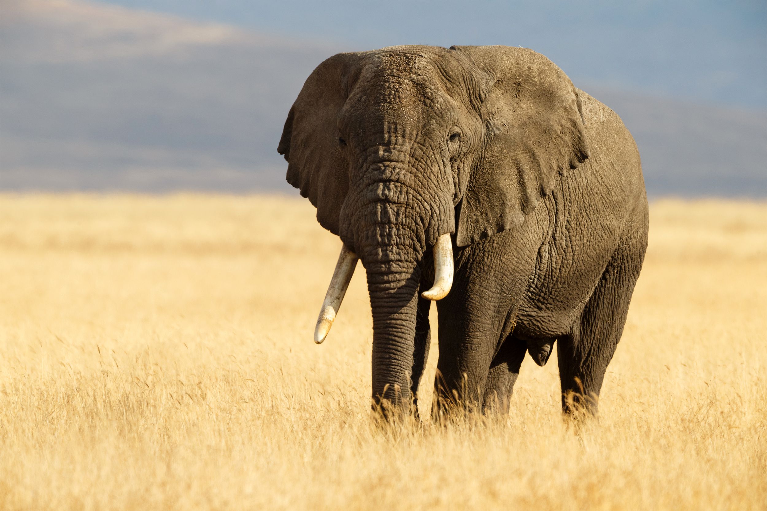 Elephant