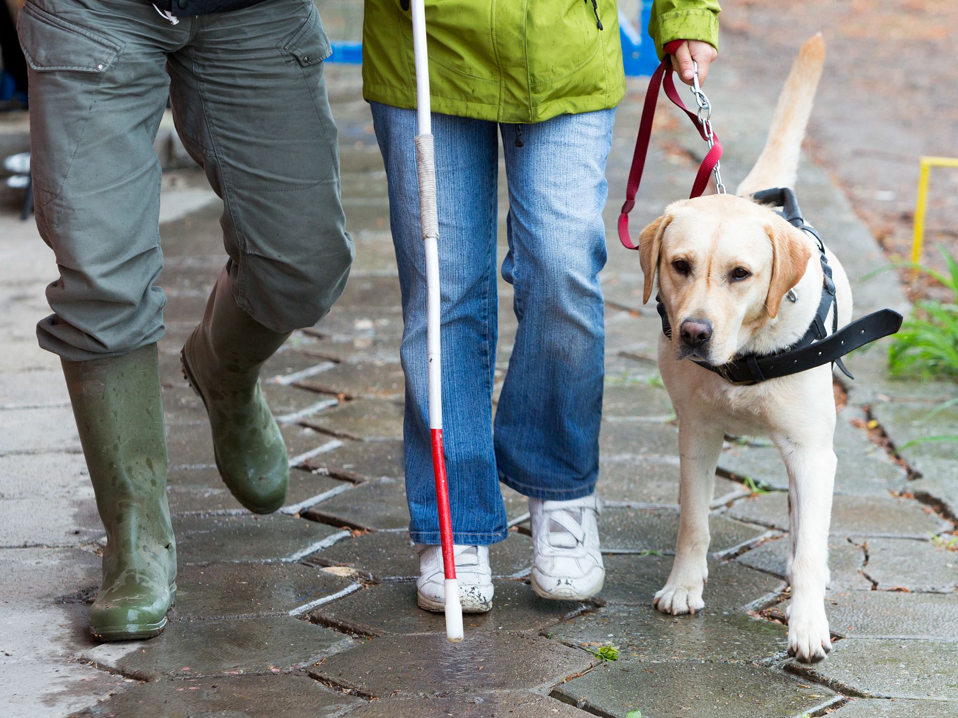 A blind person is led by her golden retriever guide dog during the last training for the dog. The dogs are undergoing various trainings before finally given to the physically disabled people.