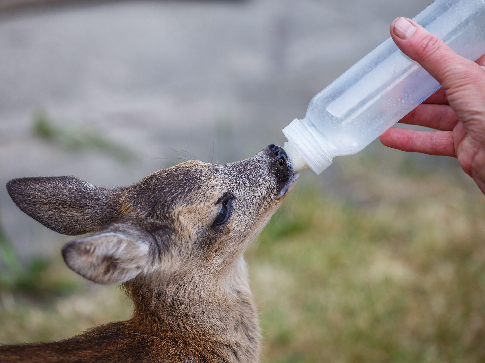 Taking care of a baby roe deer (Capreolus capreolus), wildlife rescue