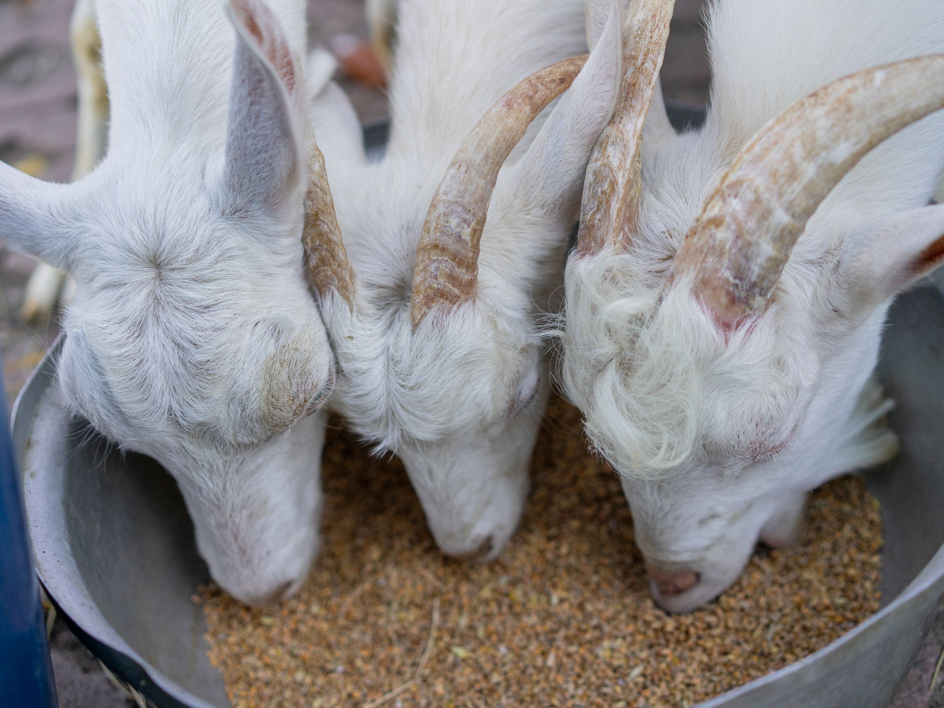 white goat eating