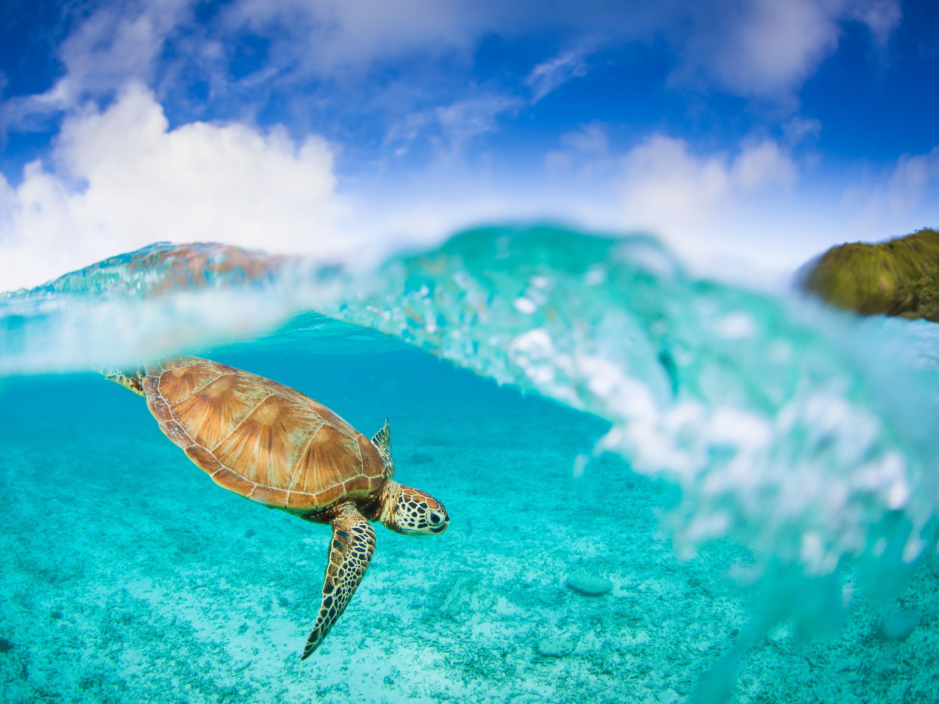 A Sea Turtle on Zamami island, Okinawa enjoying an early morning swim in clear waters on a warm sunny day.