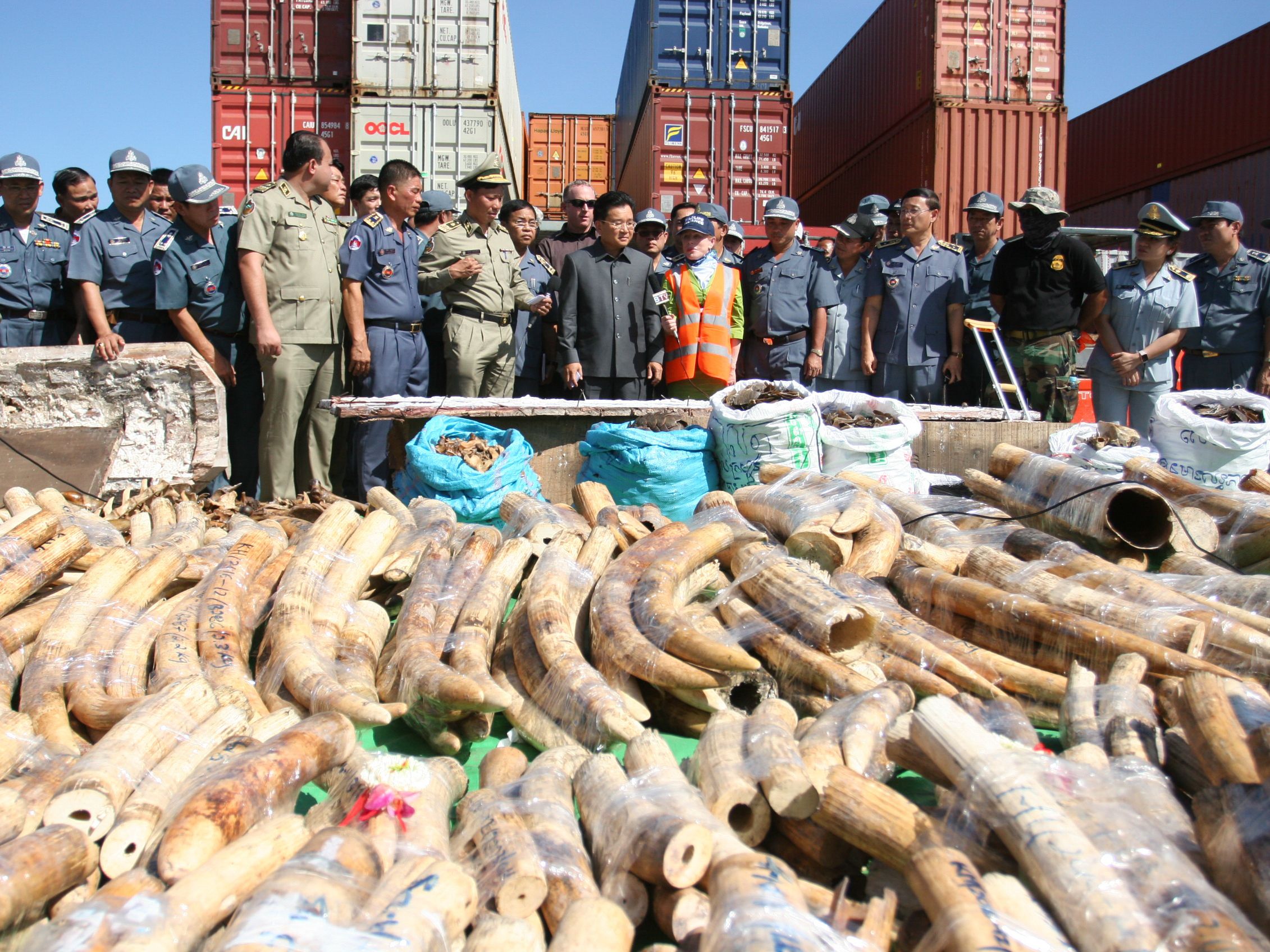 Wildlife Alliance seized more than 3 tons of ivory from Mozambique in cooperation with the Cambodian Authorities.
