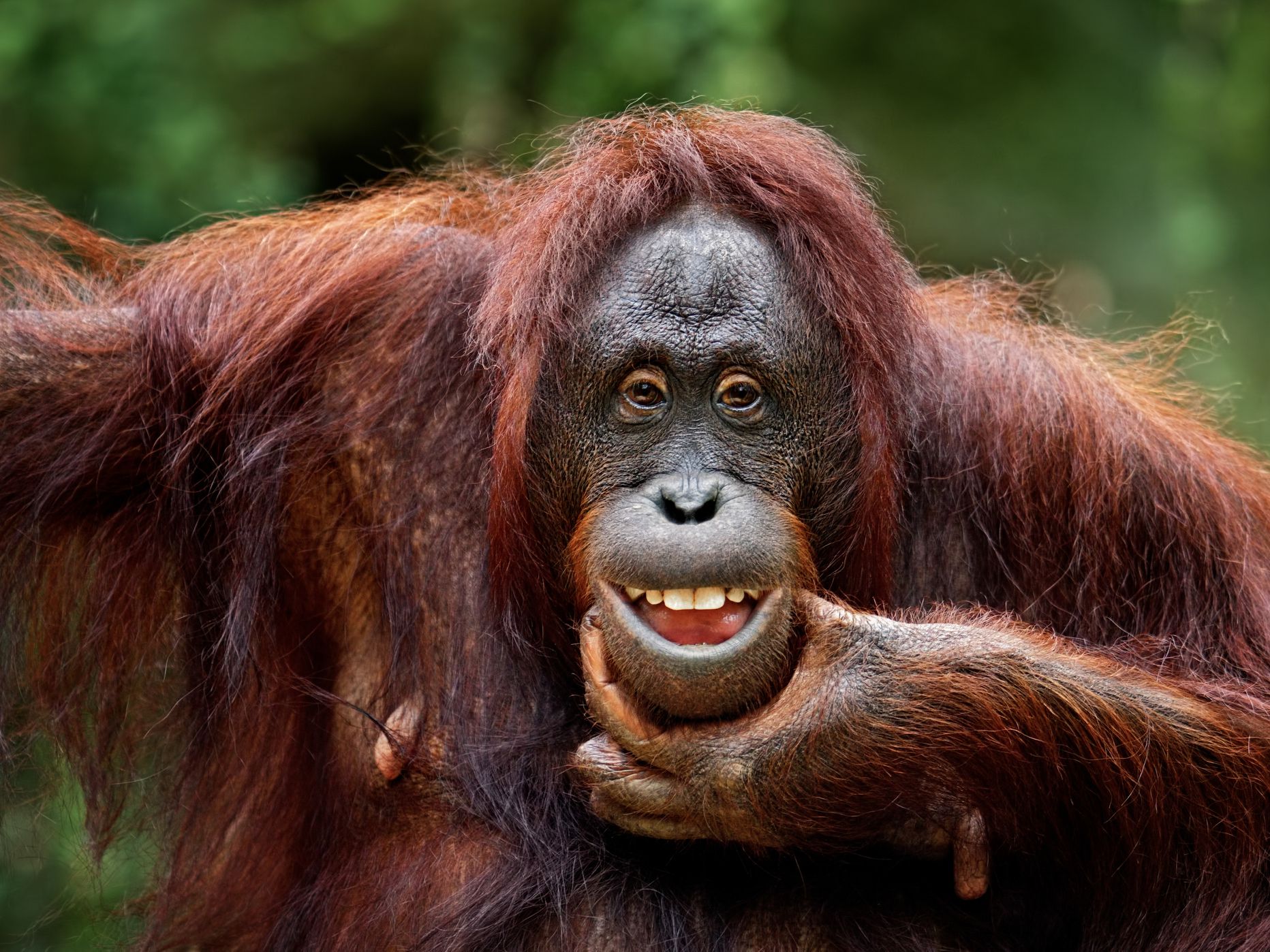 close-up of a funny orangutan