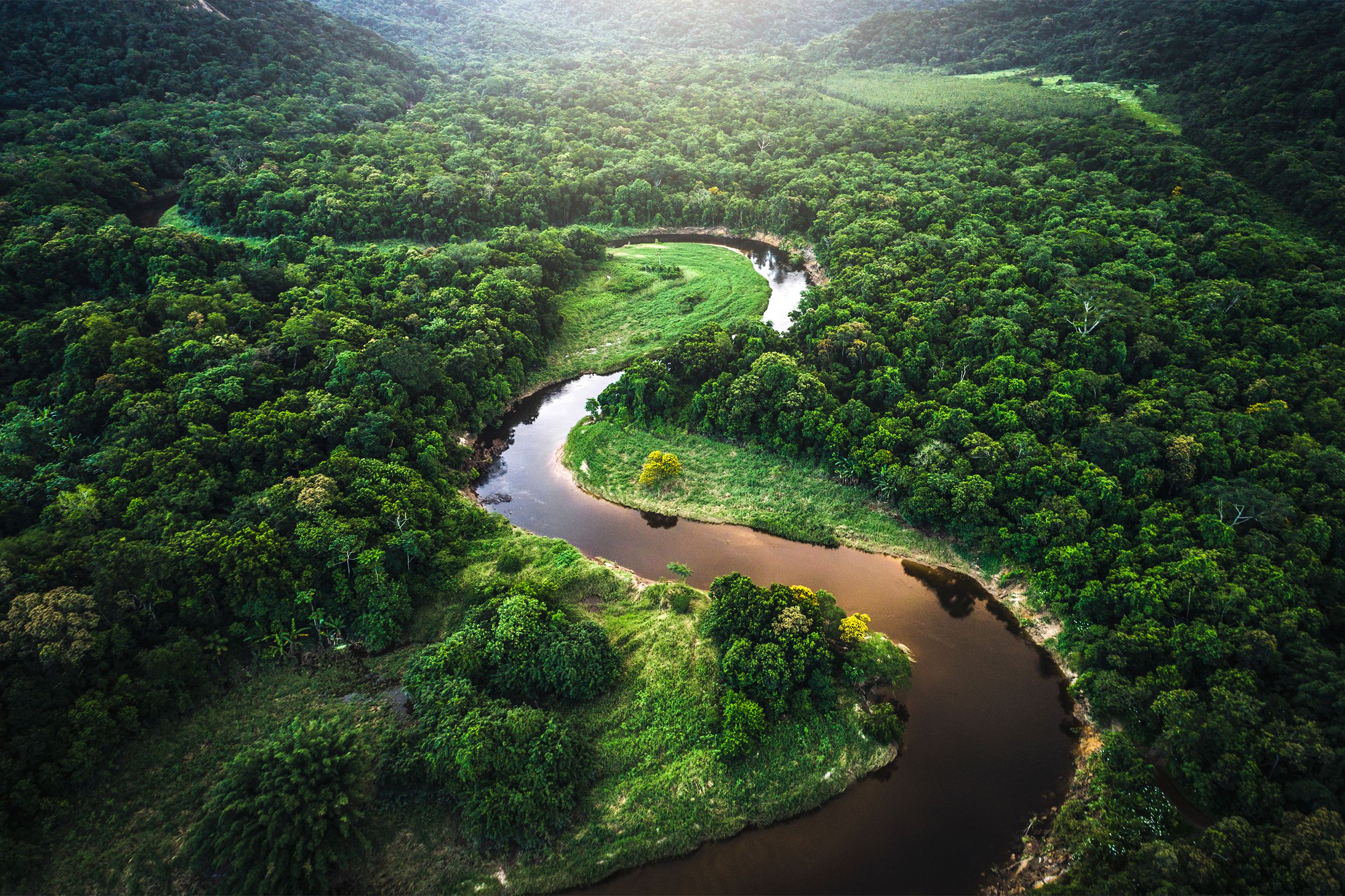 Rainforest