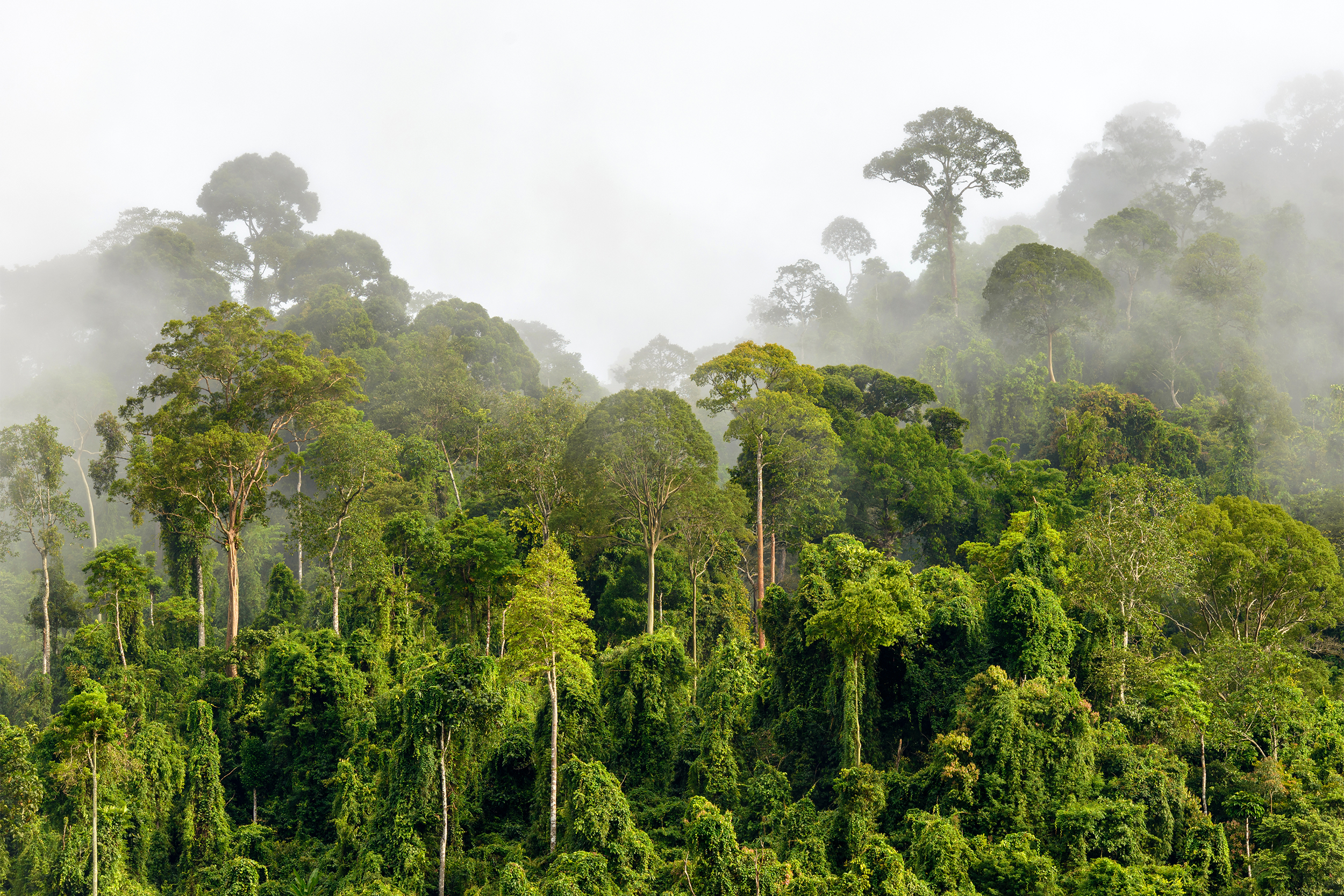 Treetops of Dense Tropical Rainforest With Morning Fog Located Near The Malaysia-Kalimantan Border