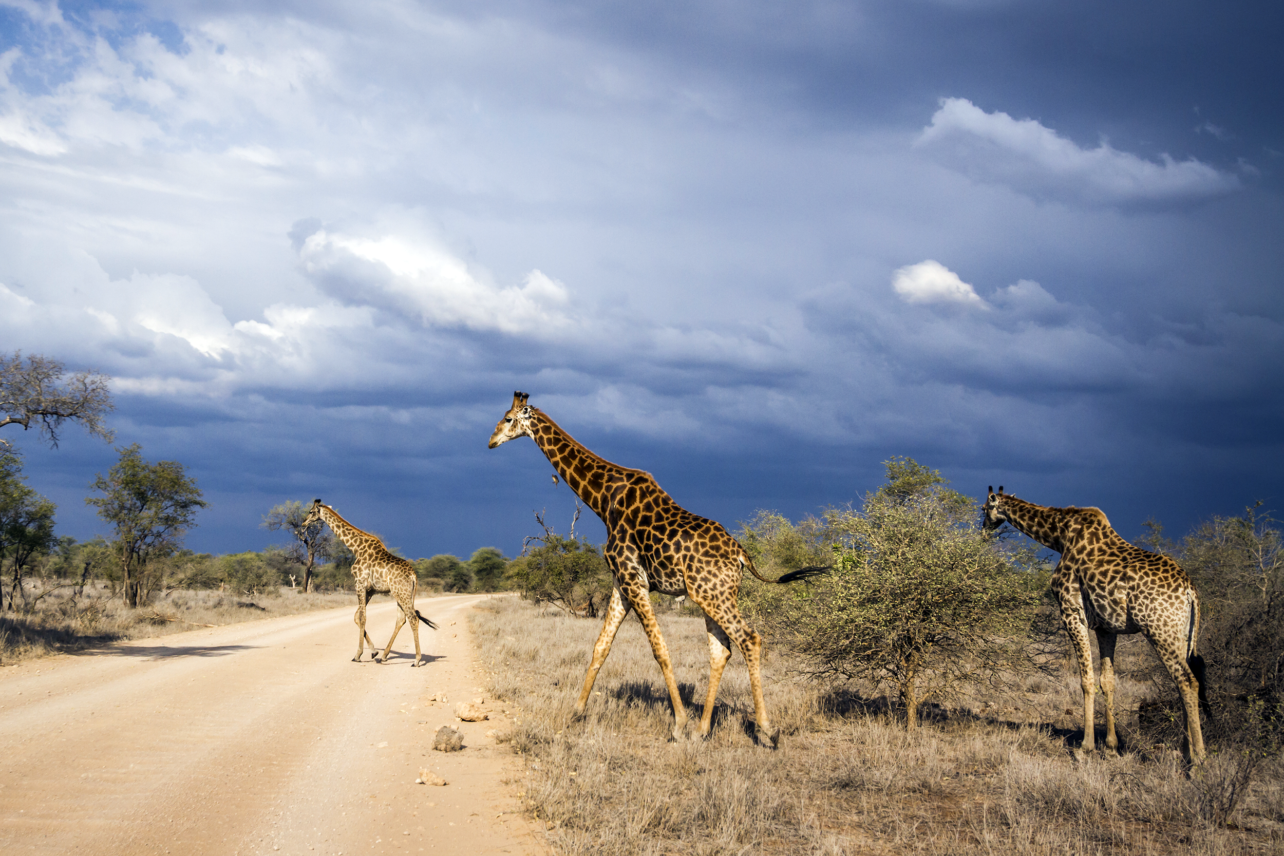 Giraffe in South Africa