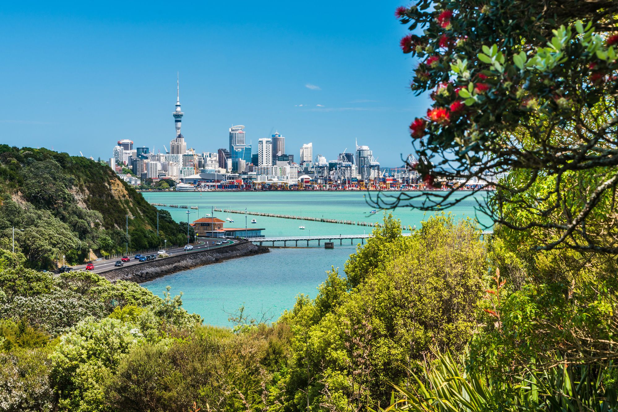 view of auckland through pohutukawa tree