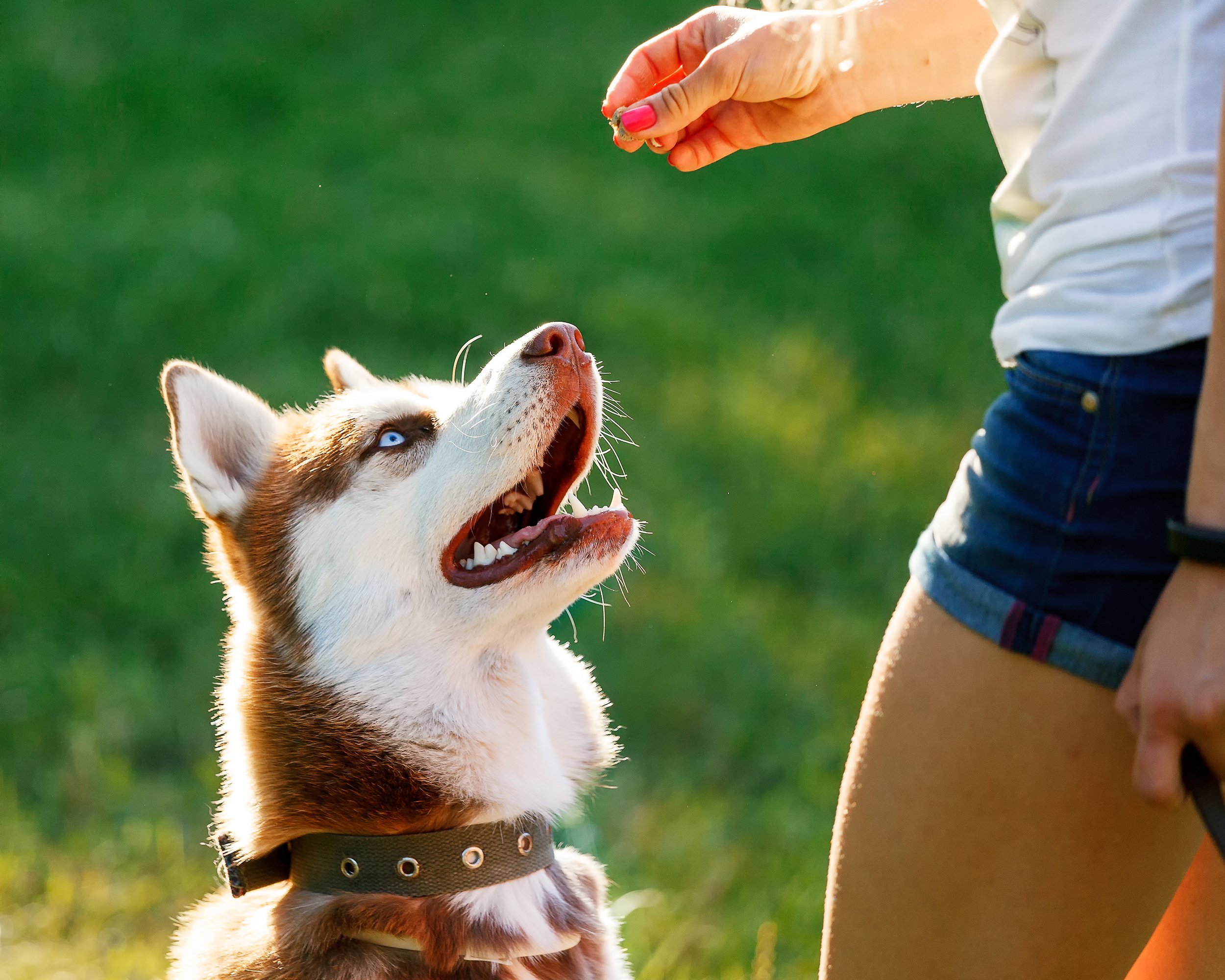 woman training a dog