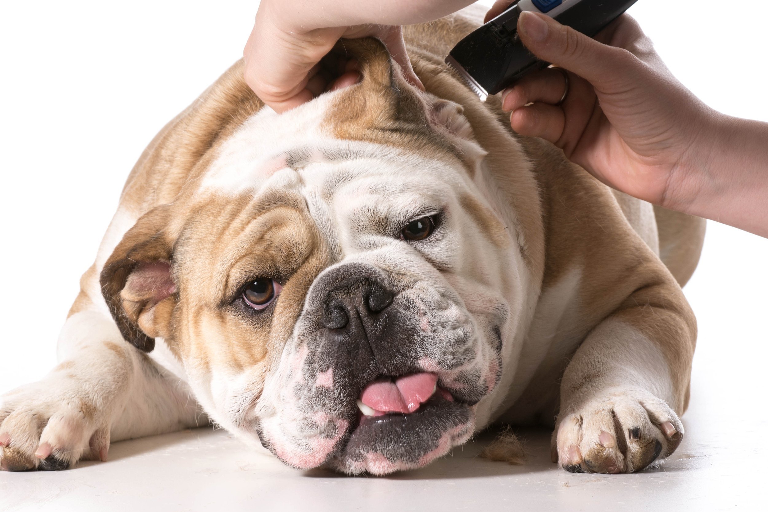 dog getting groomed