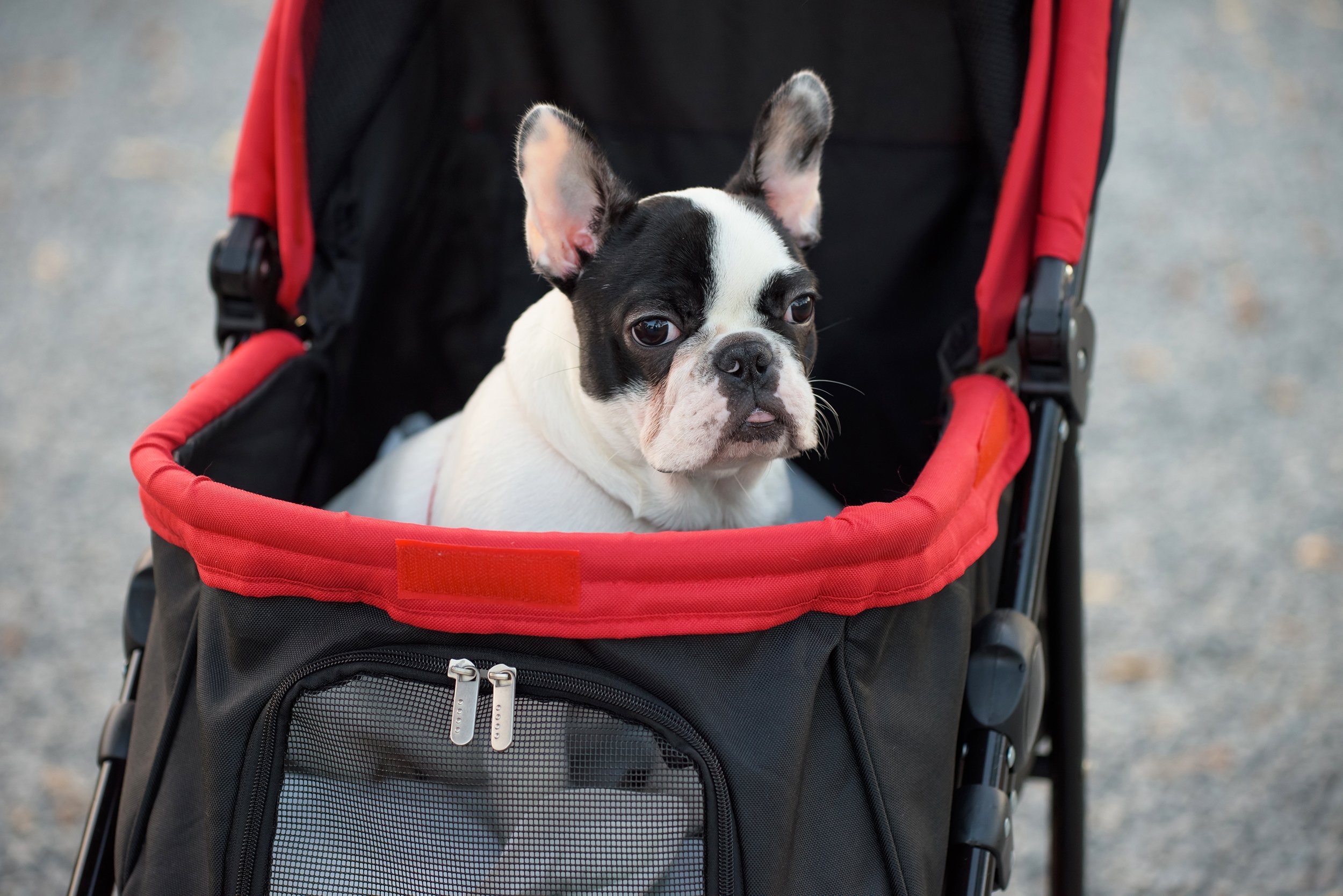 dog in stroller
