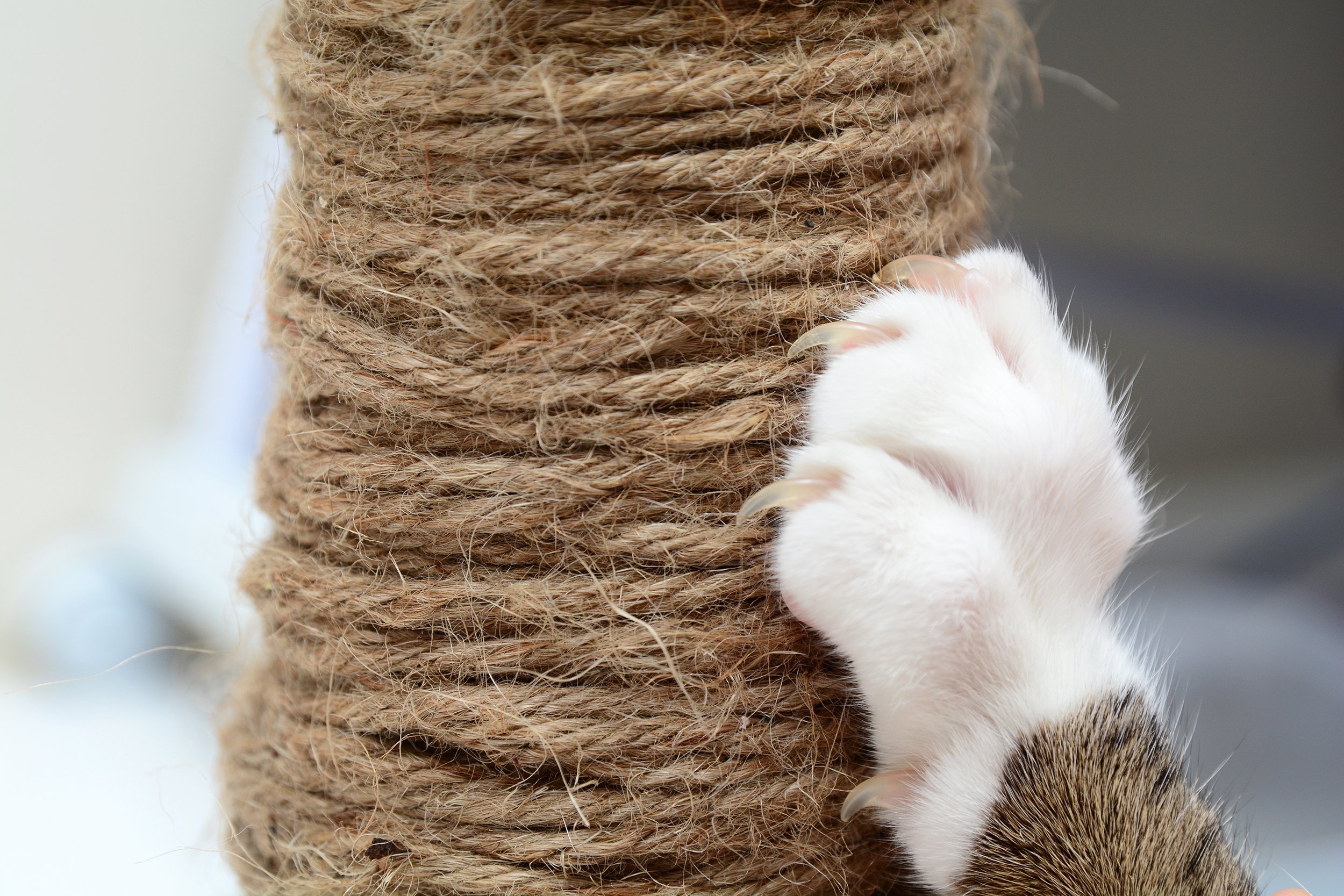 cat scratching