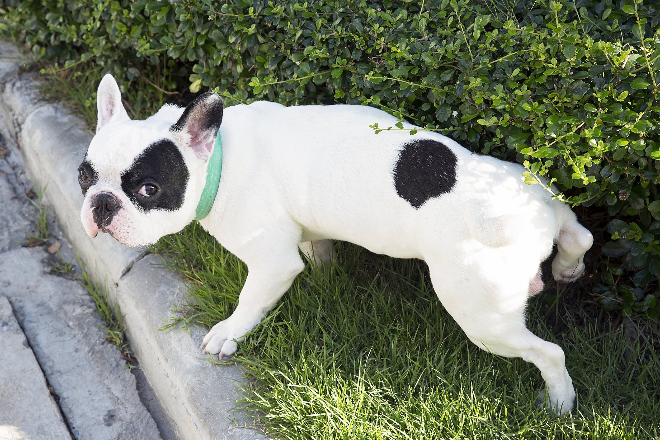 dog peeing on lawn