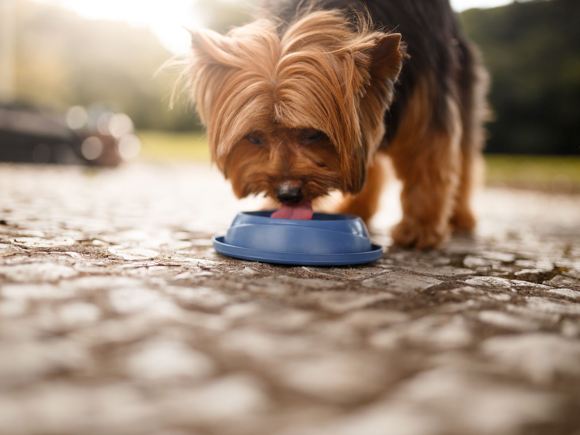 Cute little dog drinking water.