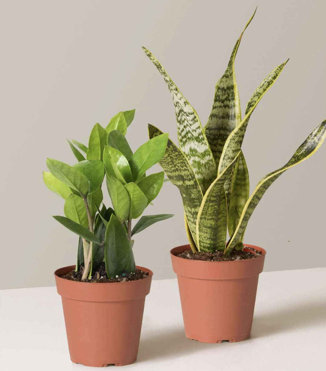 Easy Care Plant Bundle