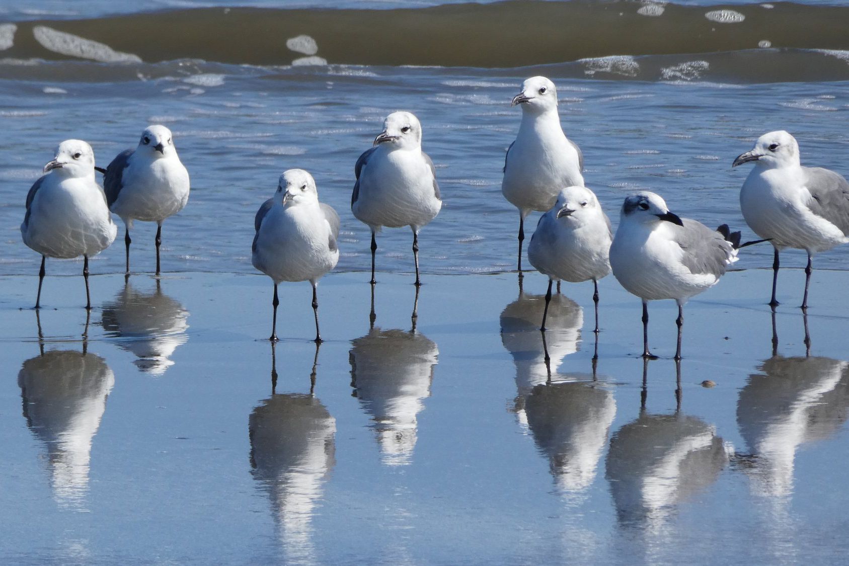 seagulls standing in waves at grand isle state park