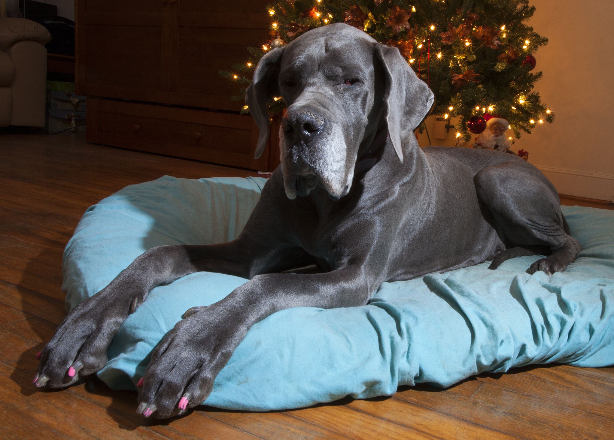Great Dane on a blue bed next to a Christmas tree