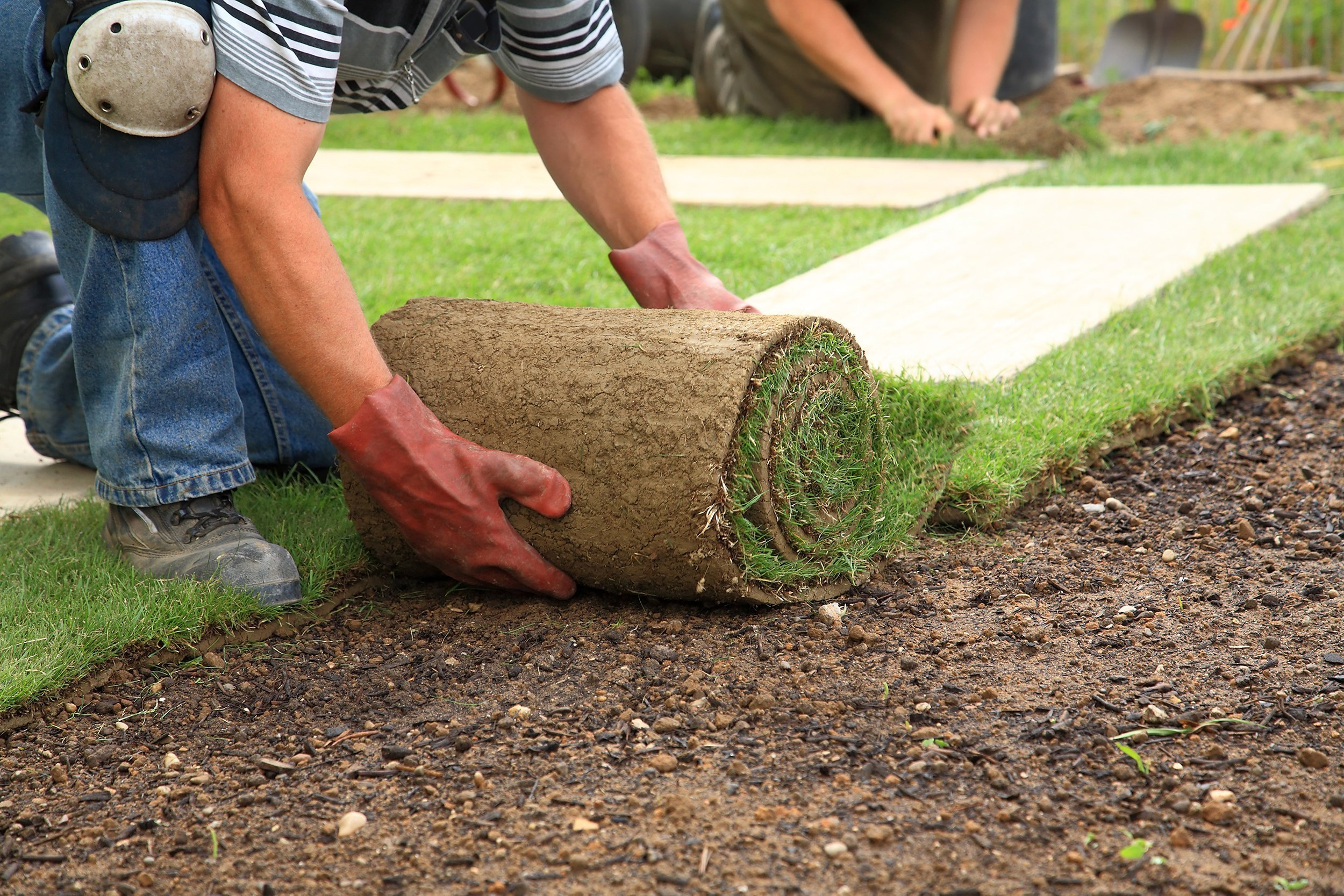 Man laying sod in a new yard
